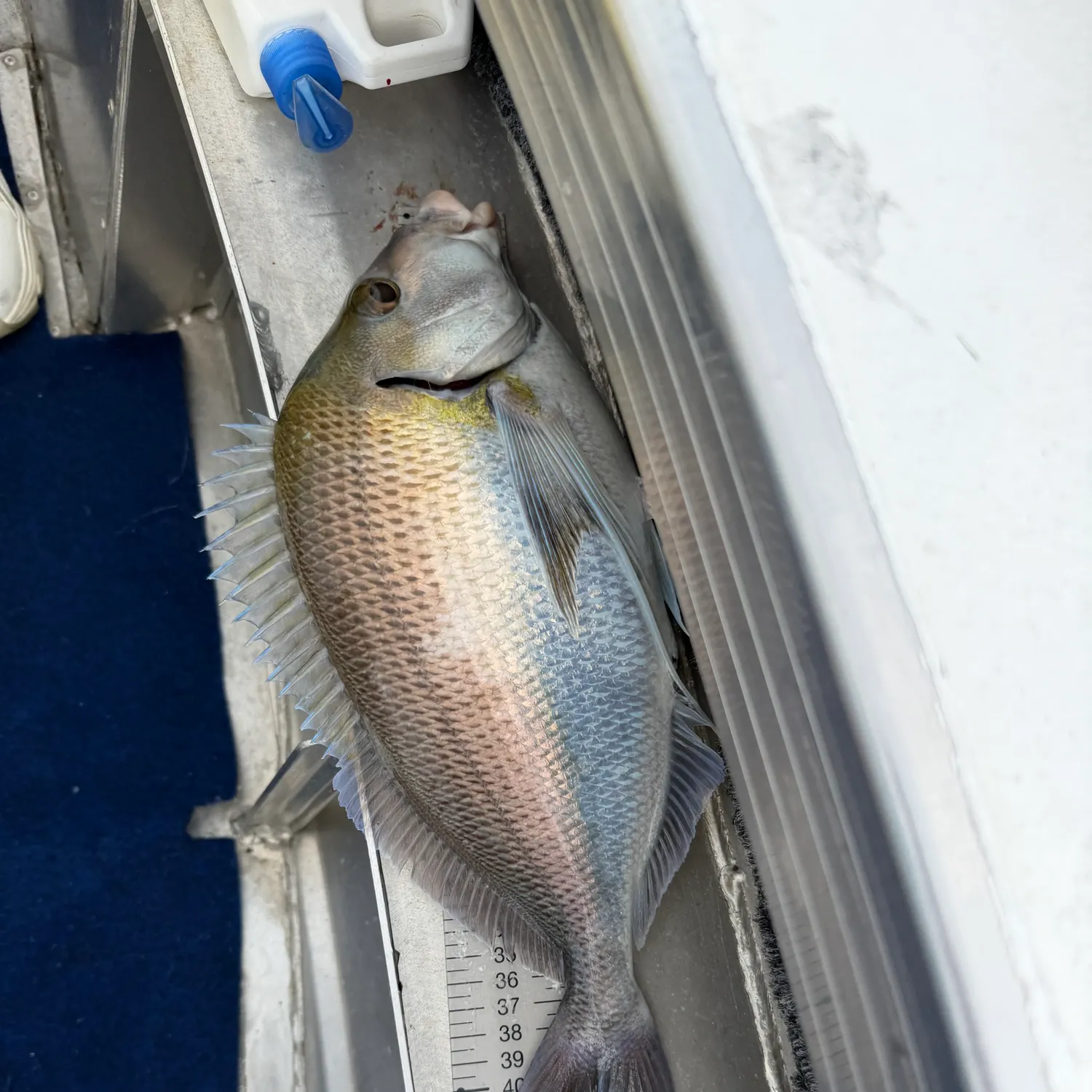 The most recent Sea carp catches on Fishbrain