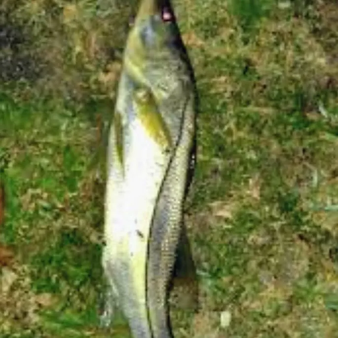 The most recent Fat snook catches on Fishbrain