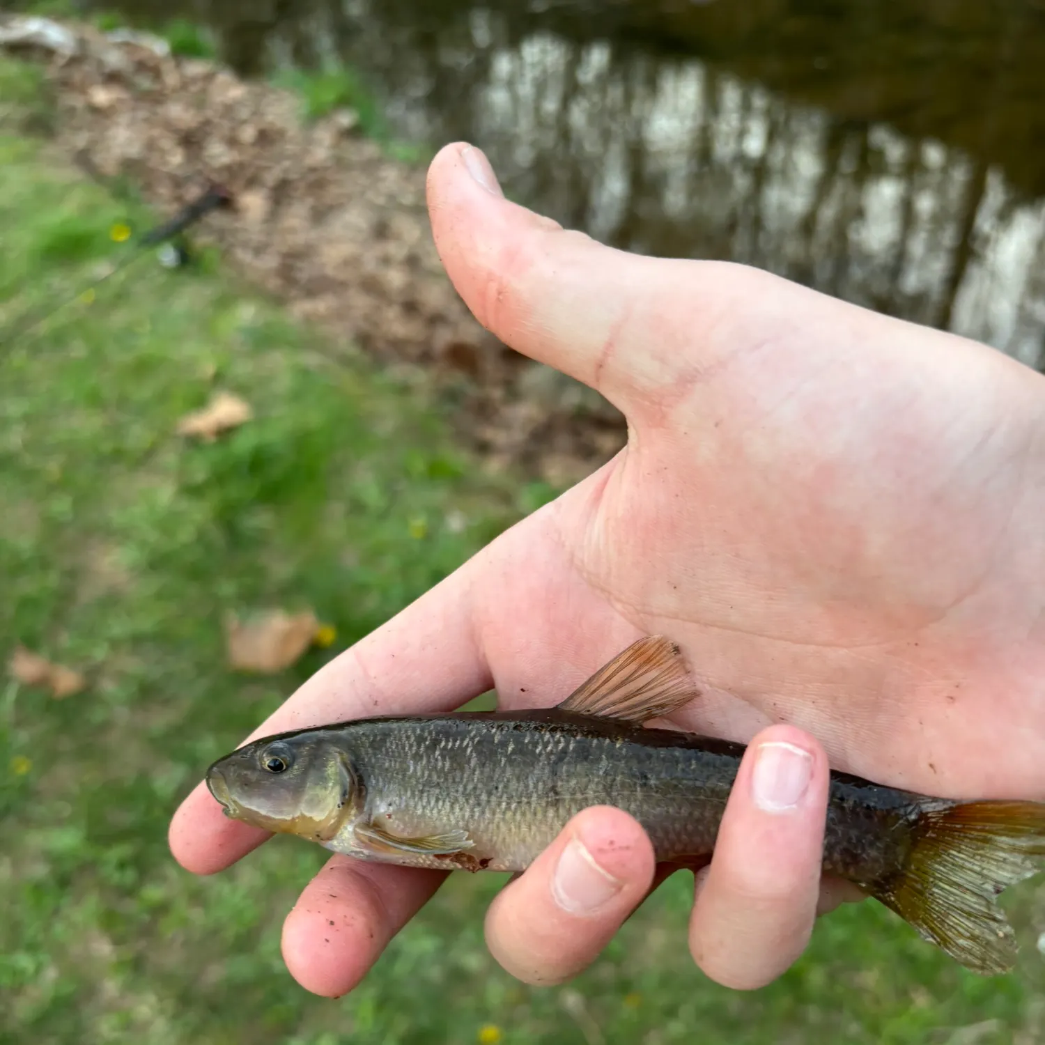 The most recent Cutlips minnow catches on Fishbrain