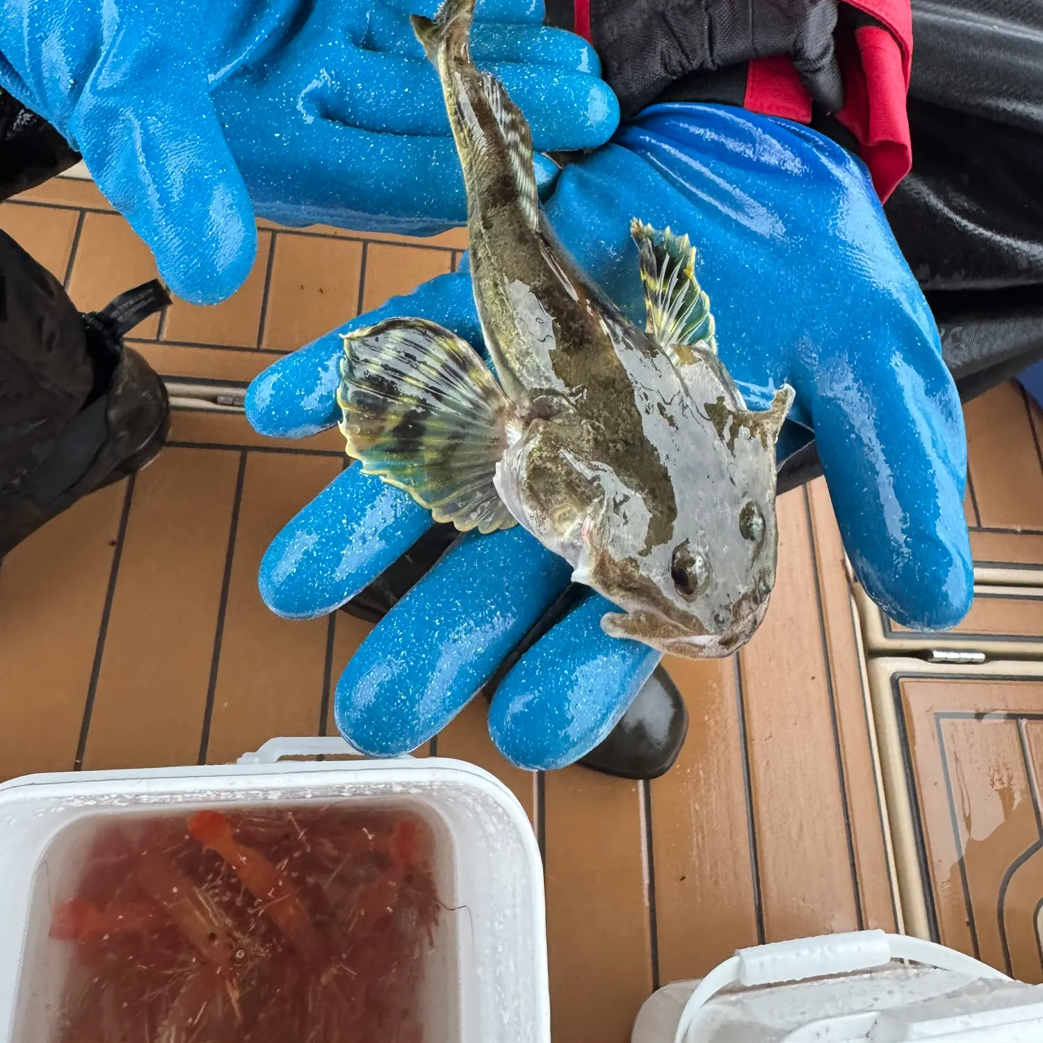 The most recent Spinyhead sculpin catches on Fishbrain