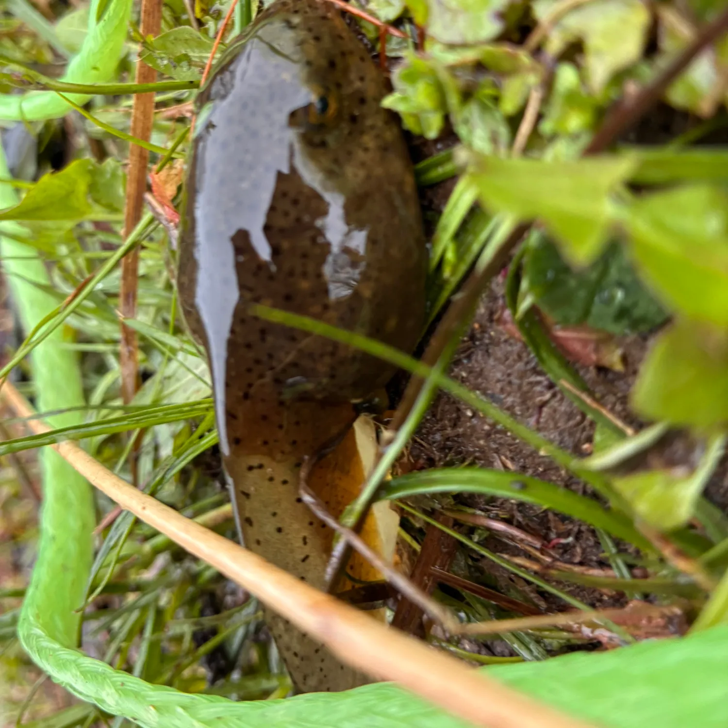 The most recent Tadpole whiptail catches on Fishbrain