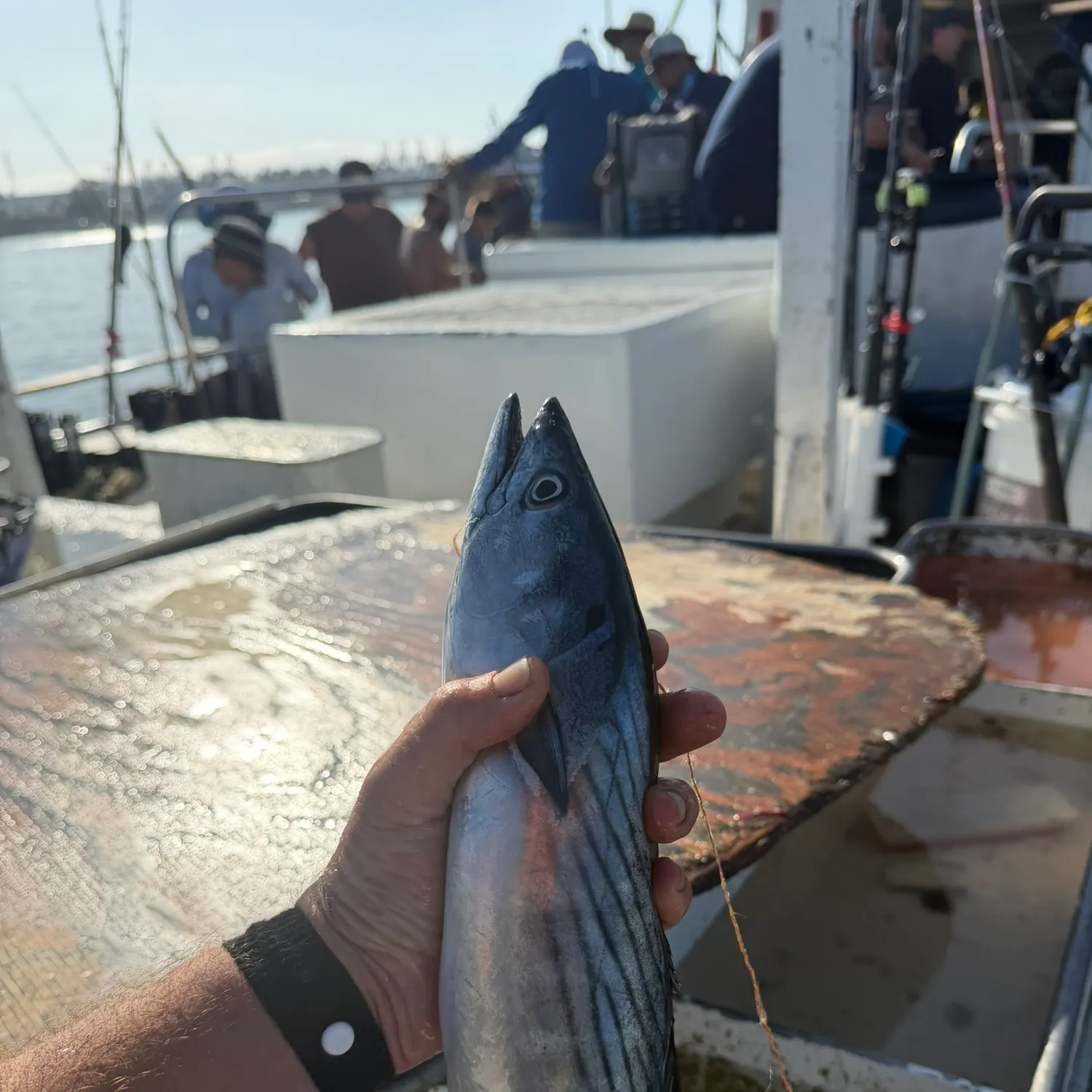 Pacific bonito caught on Fishbrain