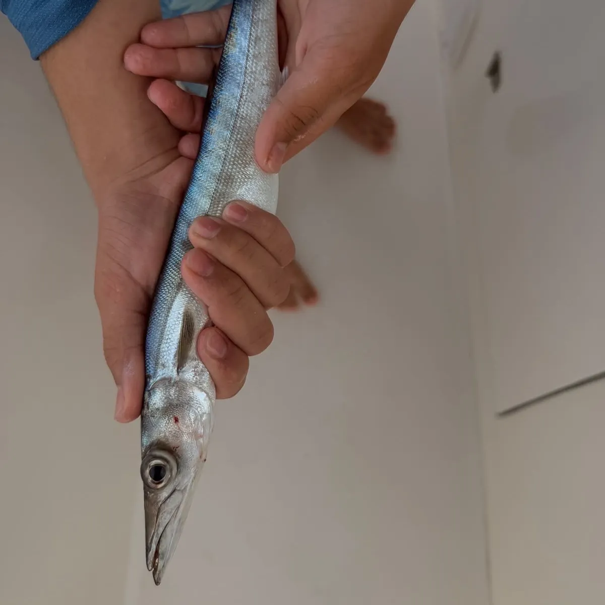 Great barracuda caught on Fishbrain