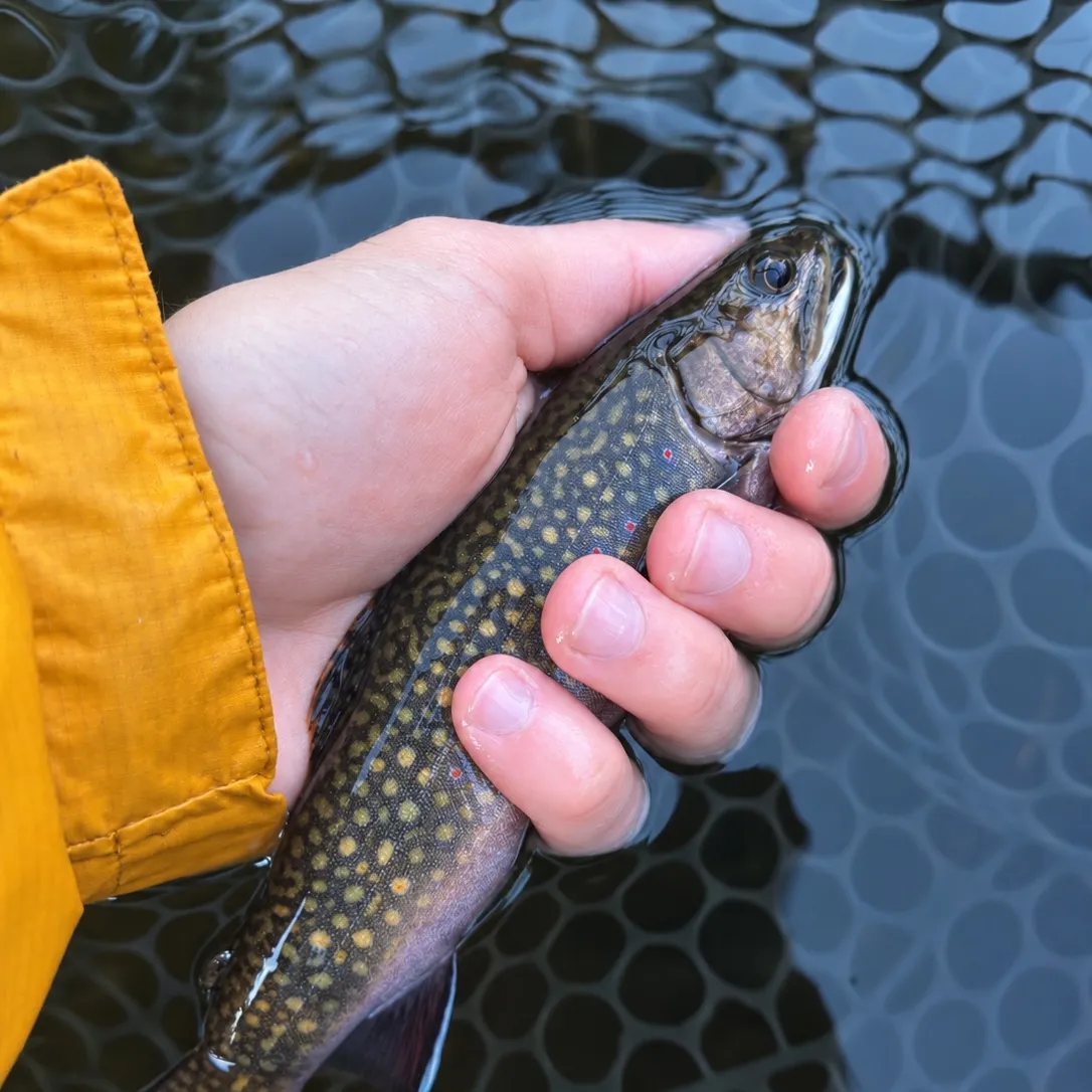 Brook trout caught on Fishbrain