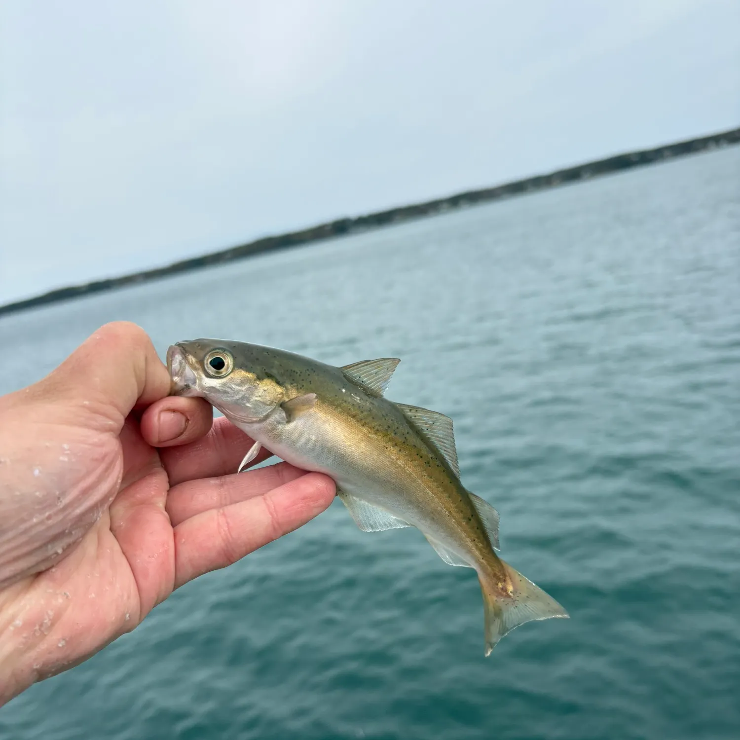 Atlantic pollock caught on Fishbrain