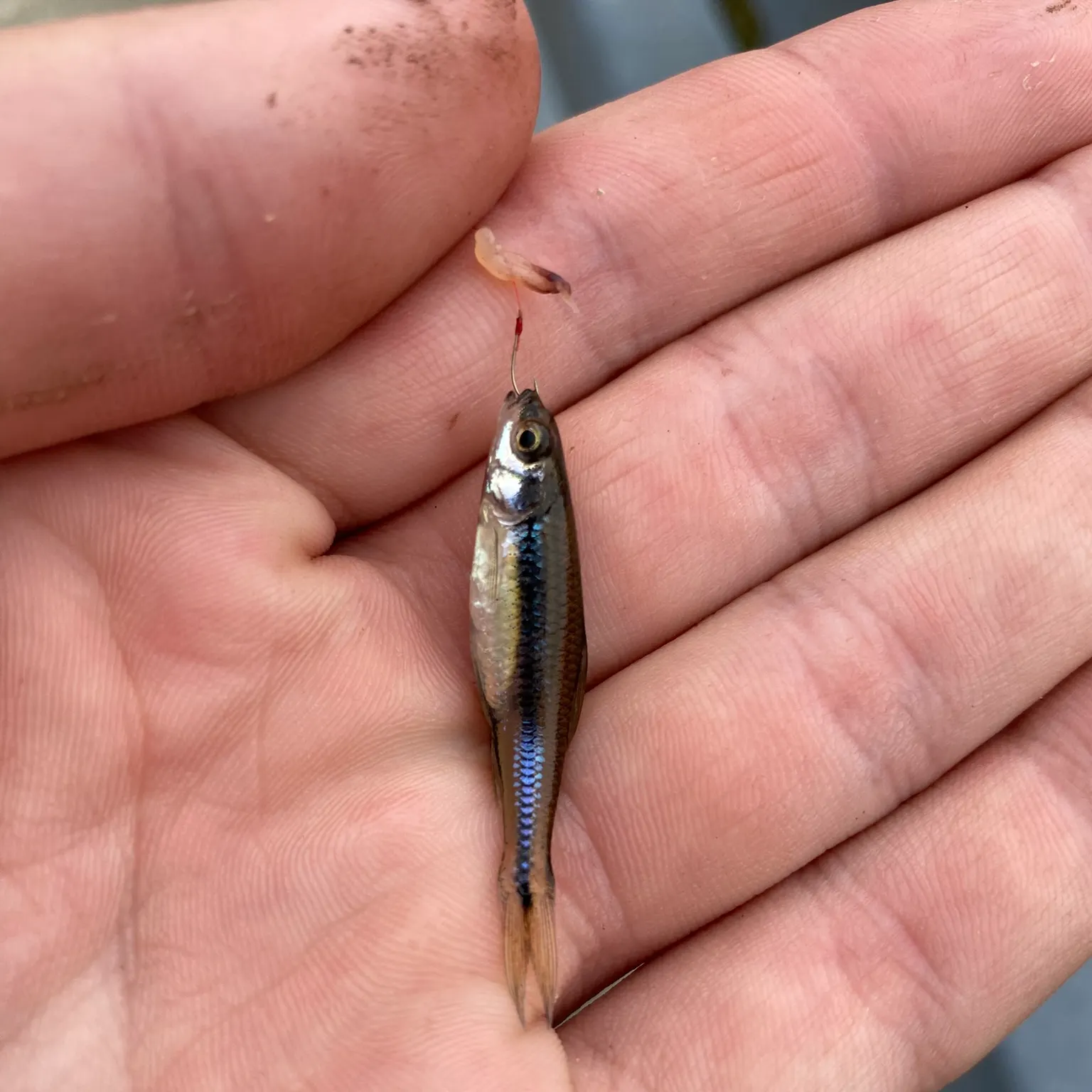 The most recent Weed shiner catches on Fishbrain