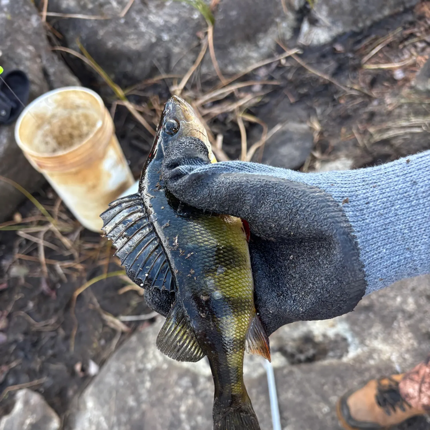 Yellow perch caught on Fishbrain