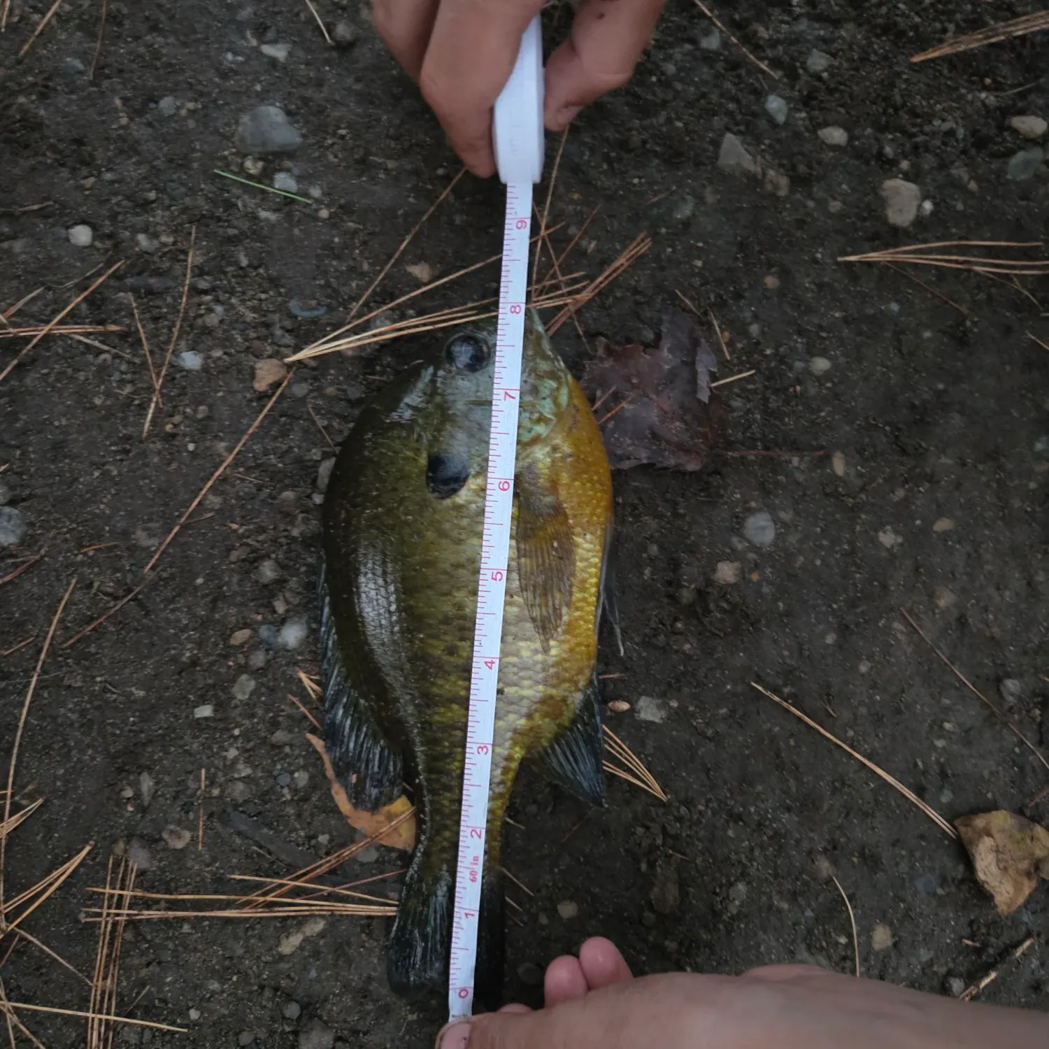 Bluegill caught on Fishbrain