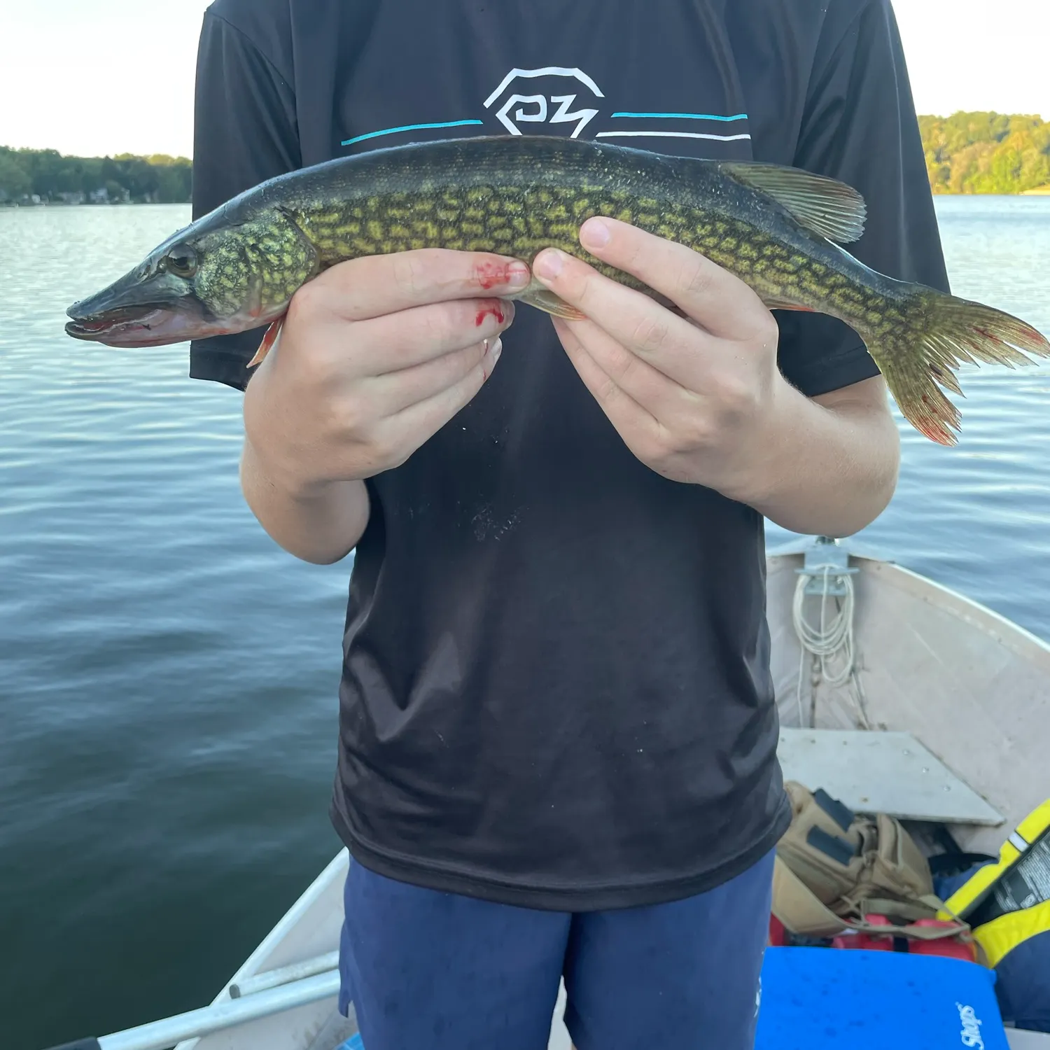 Chain pickerel caught on Fishbrain