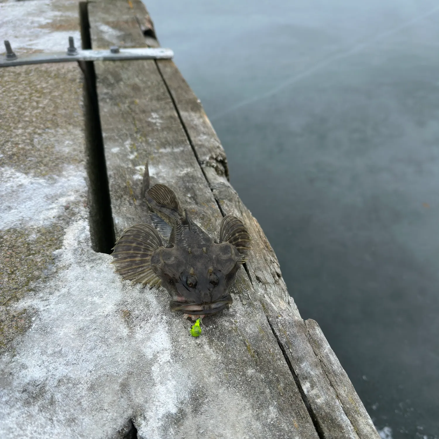 The most recent Shorthorn sculpin catches on Fishbrain