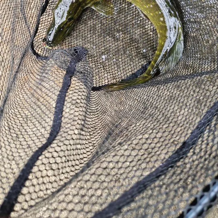 Northern pike caught on Fishbrain