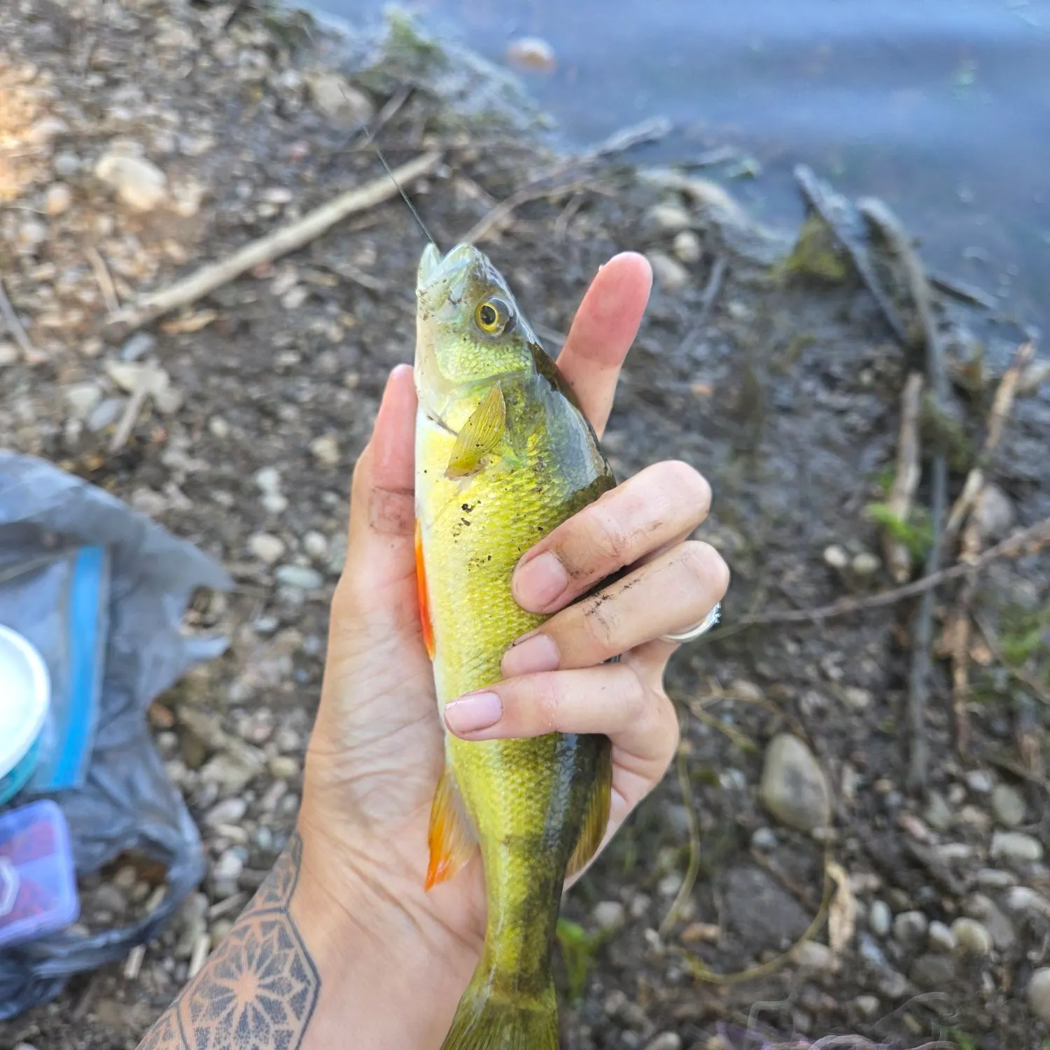 Yellow perch caught on Fishbrain