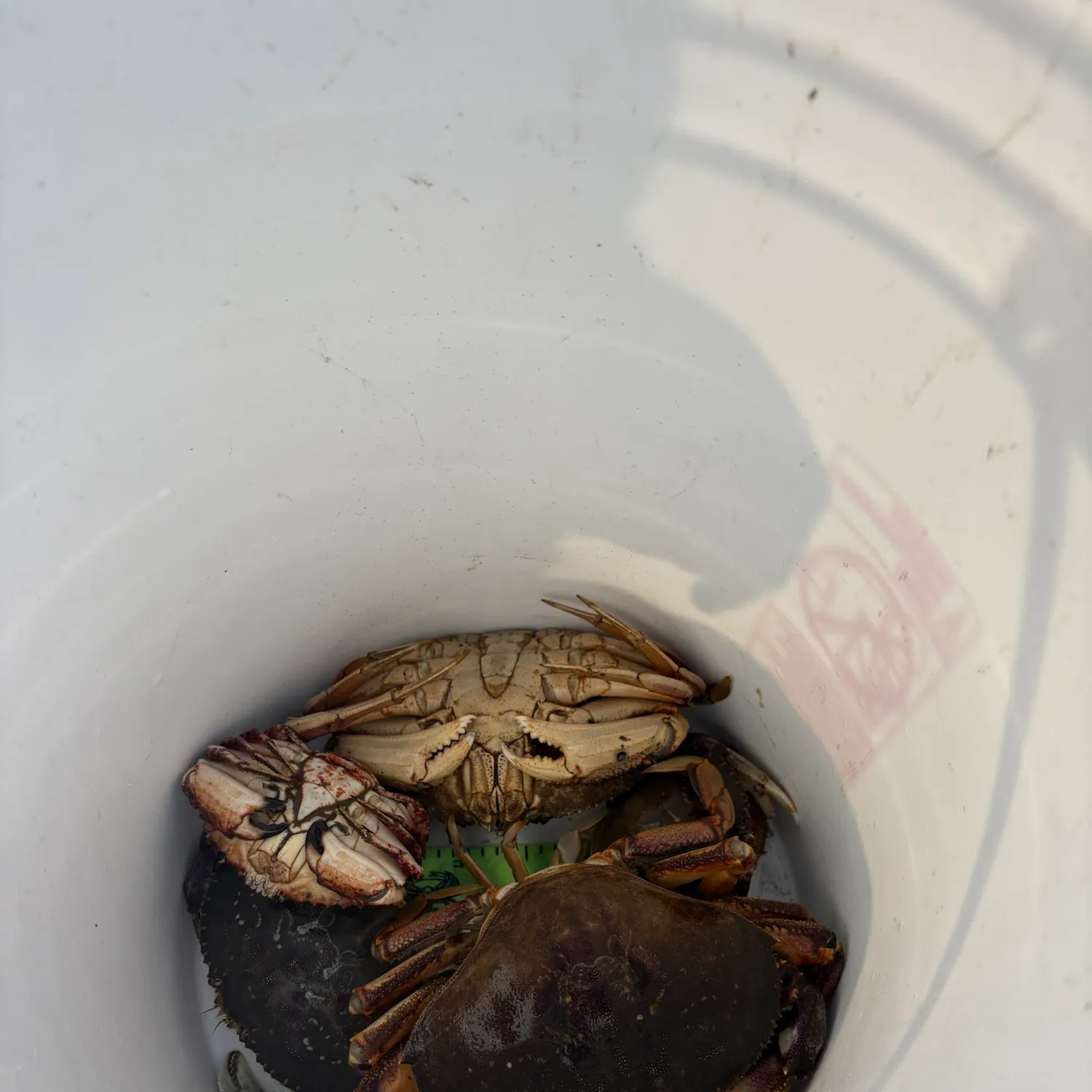 Dungeness crab caught on Fishbrain