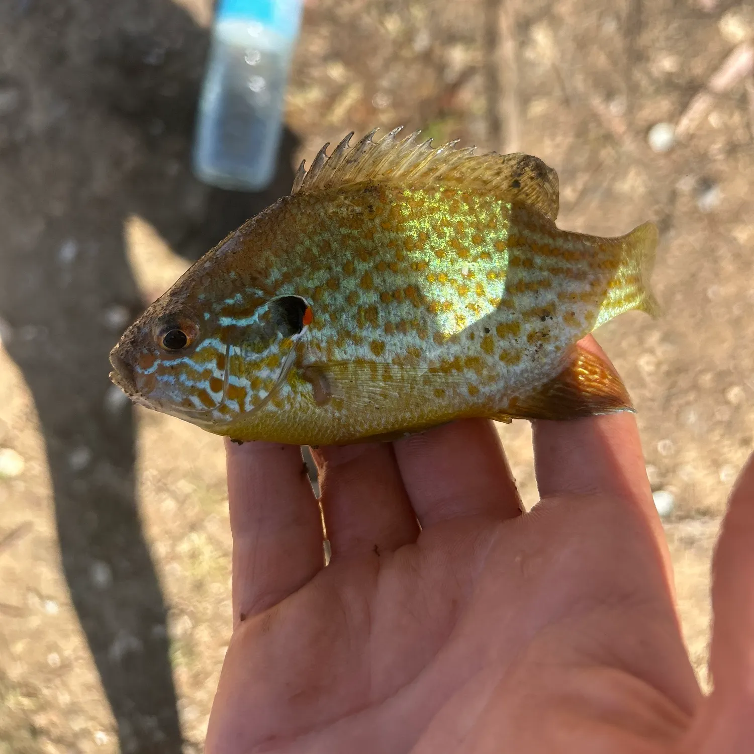Pumpkinseed caught on Fishbrain