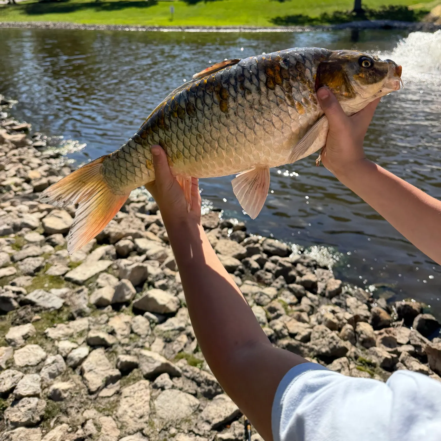 Koi carp caught on Fishbrain