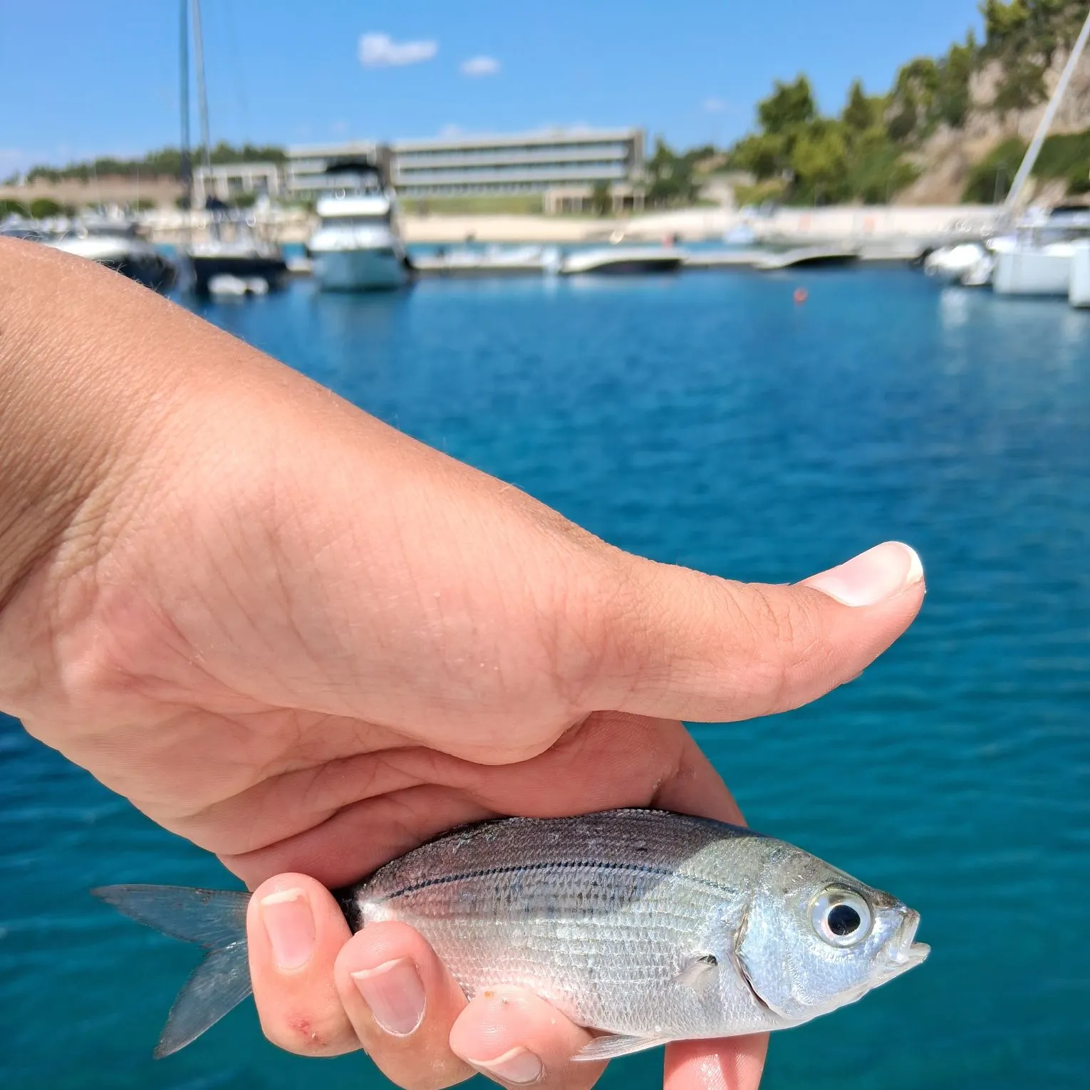 Saddled seabream caught on Fishbrain