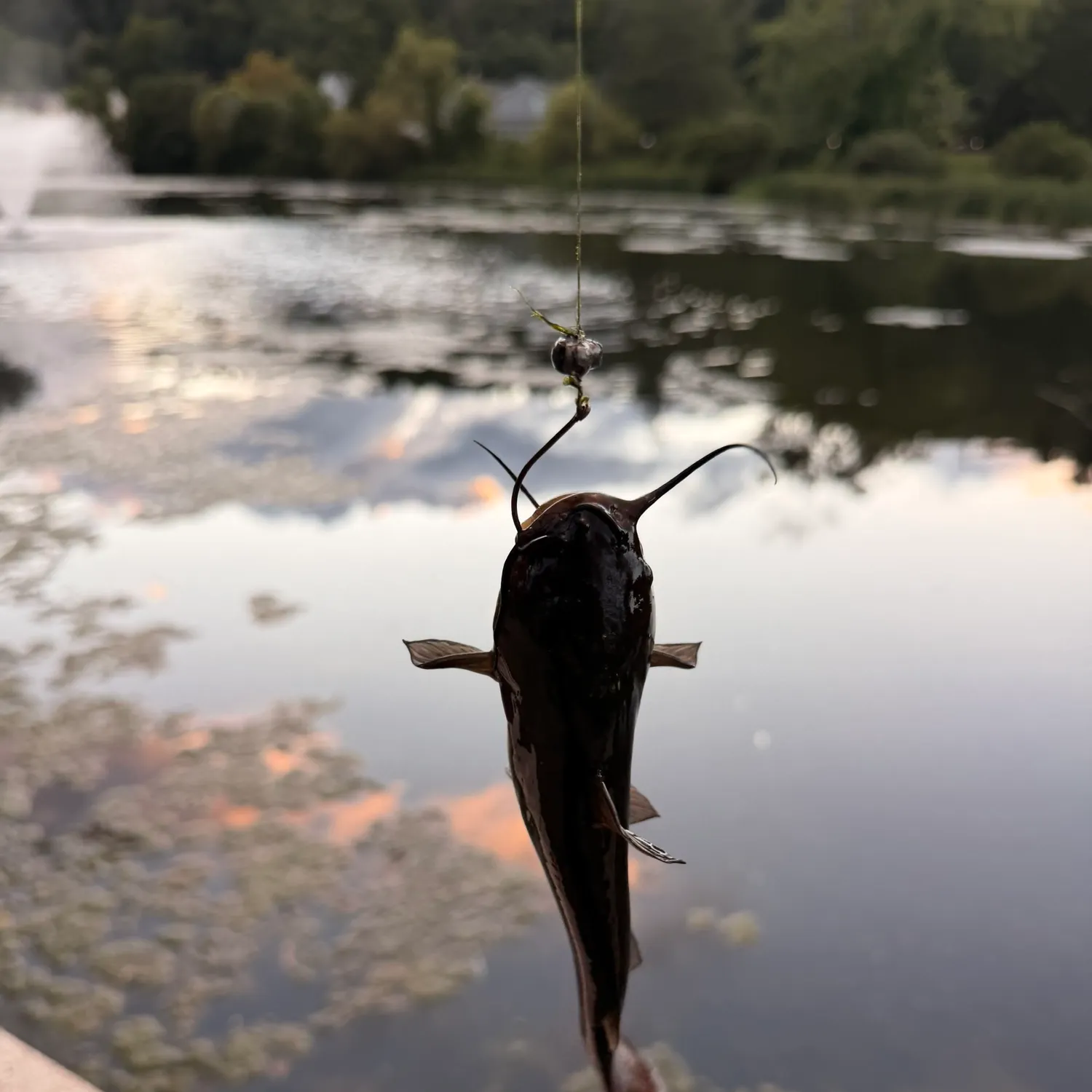 Black bullhead caught on Fishbrain