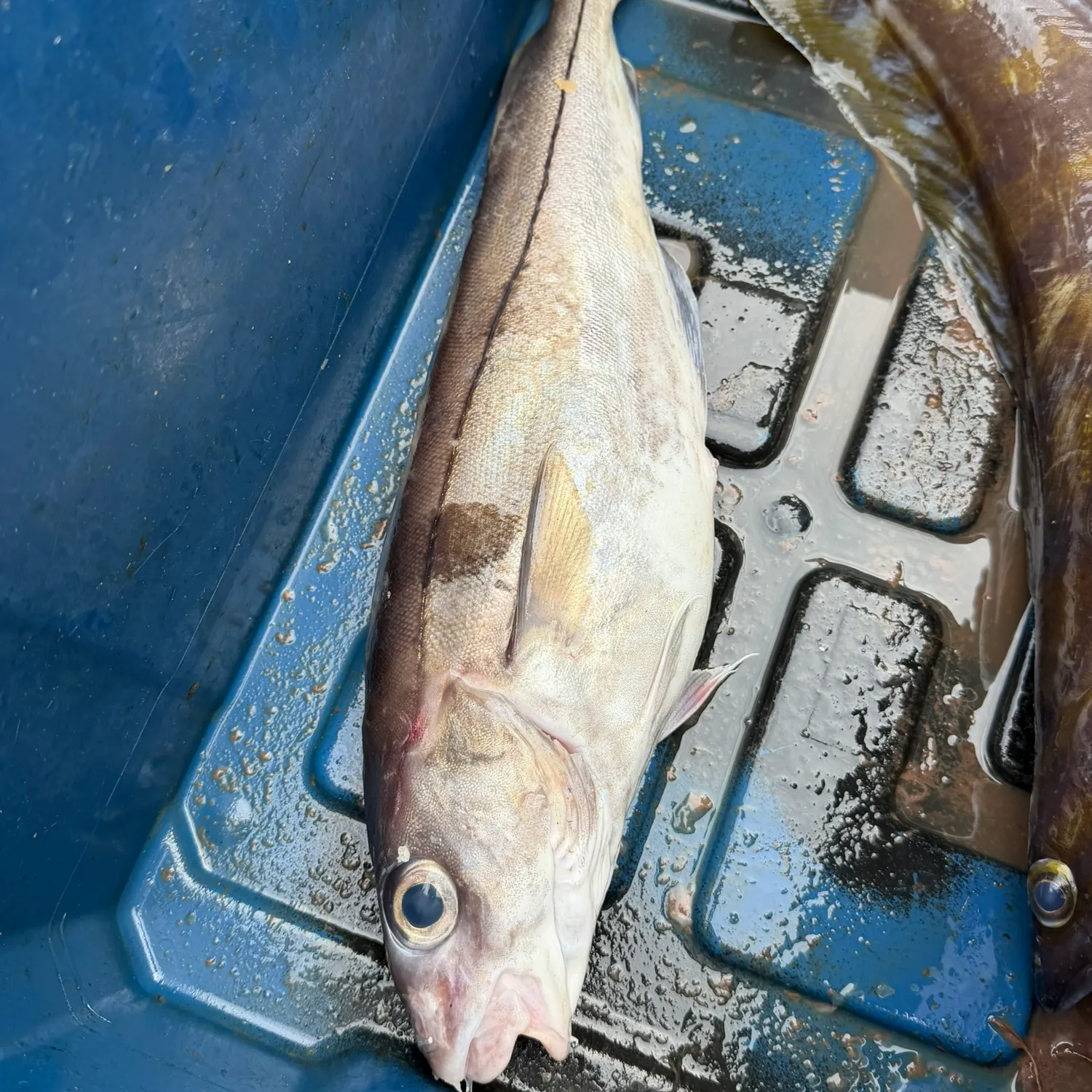 The most recent Haddock catches on Fishbrain
