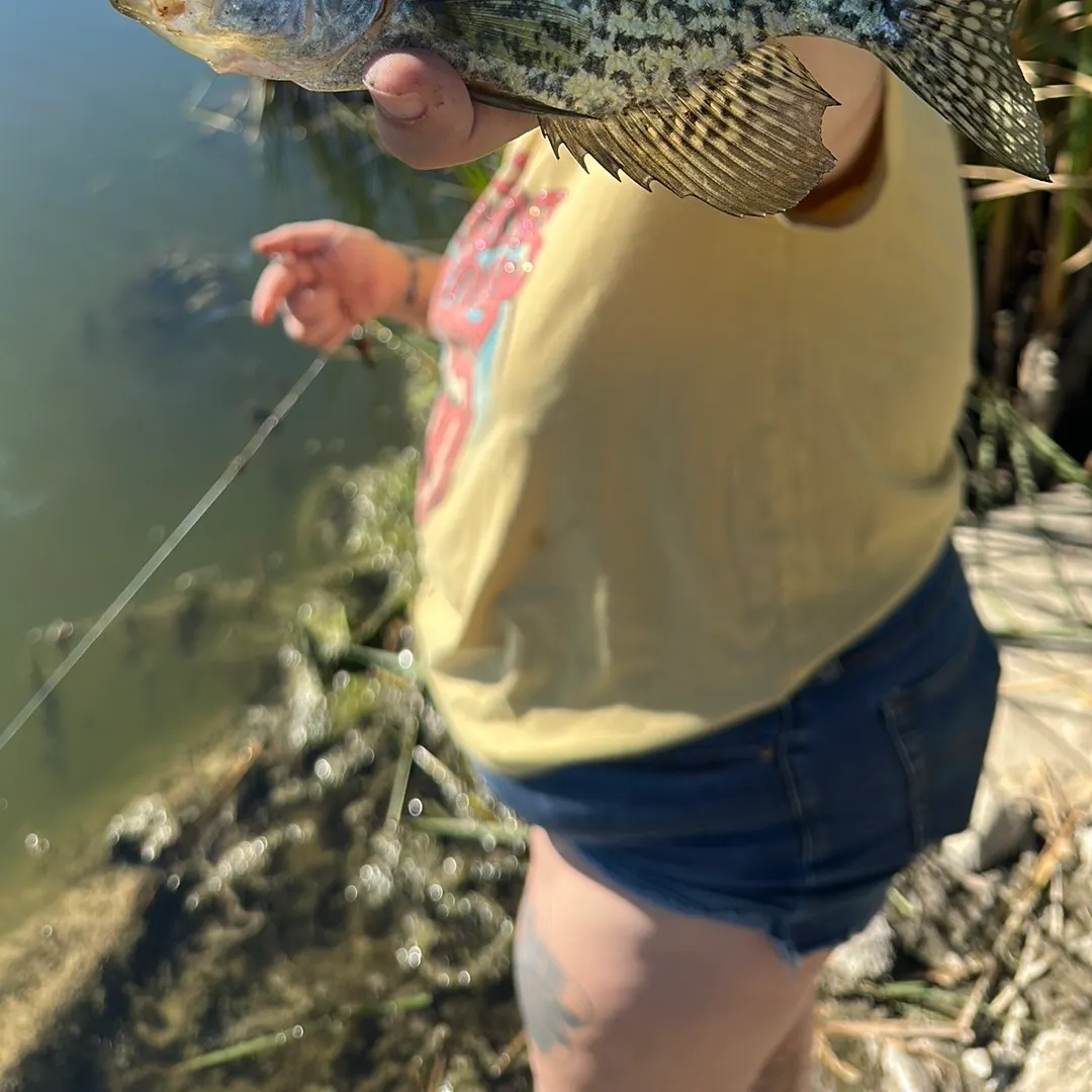 Black crappie caught on Fishbrain