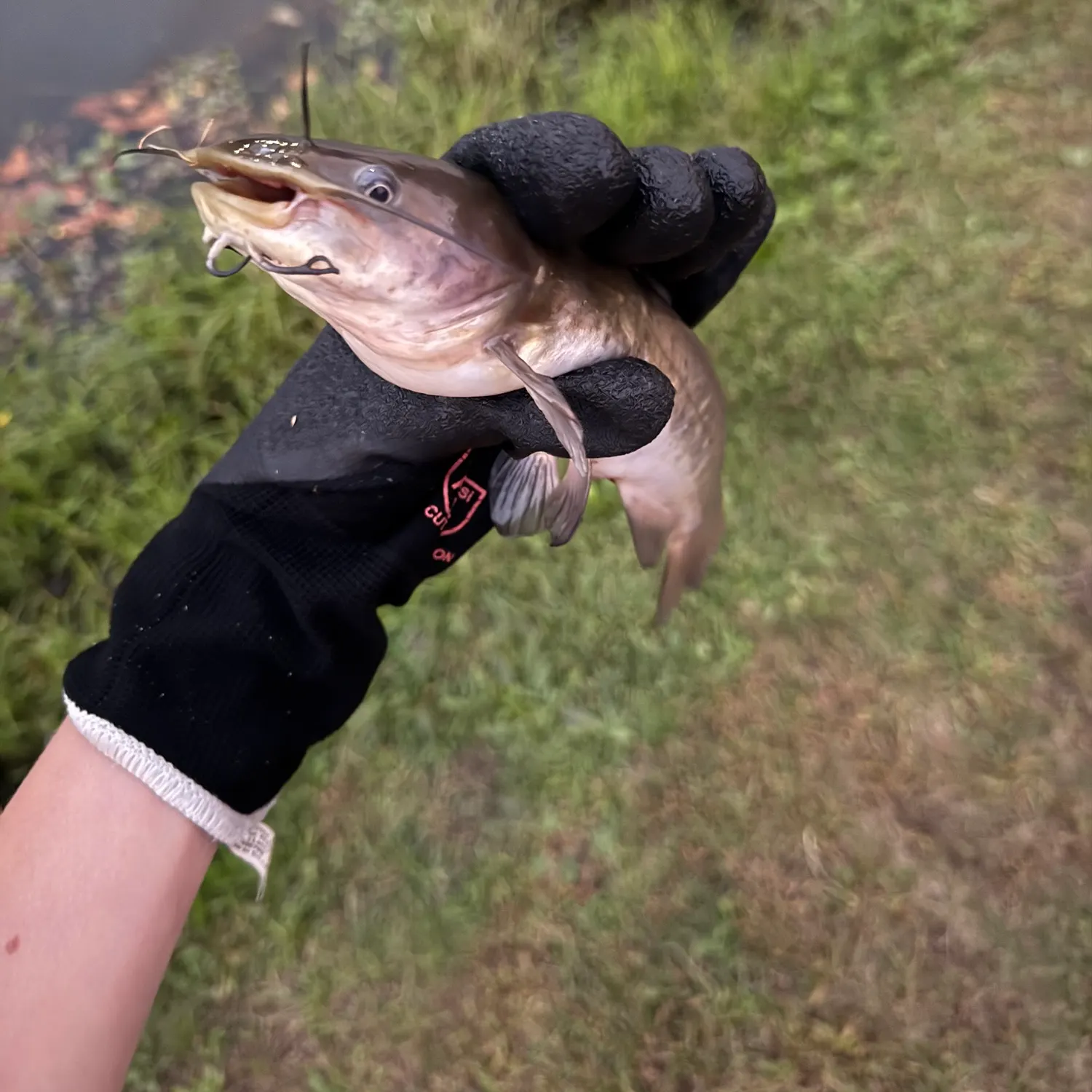 Black bullhead caught on Fishbrain