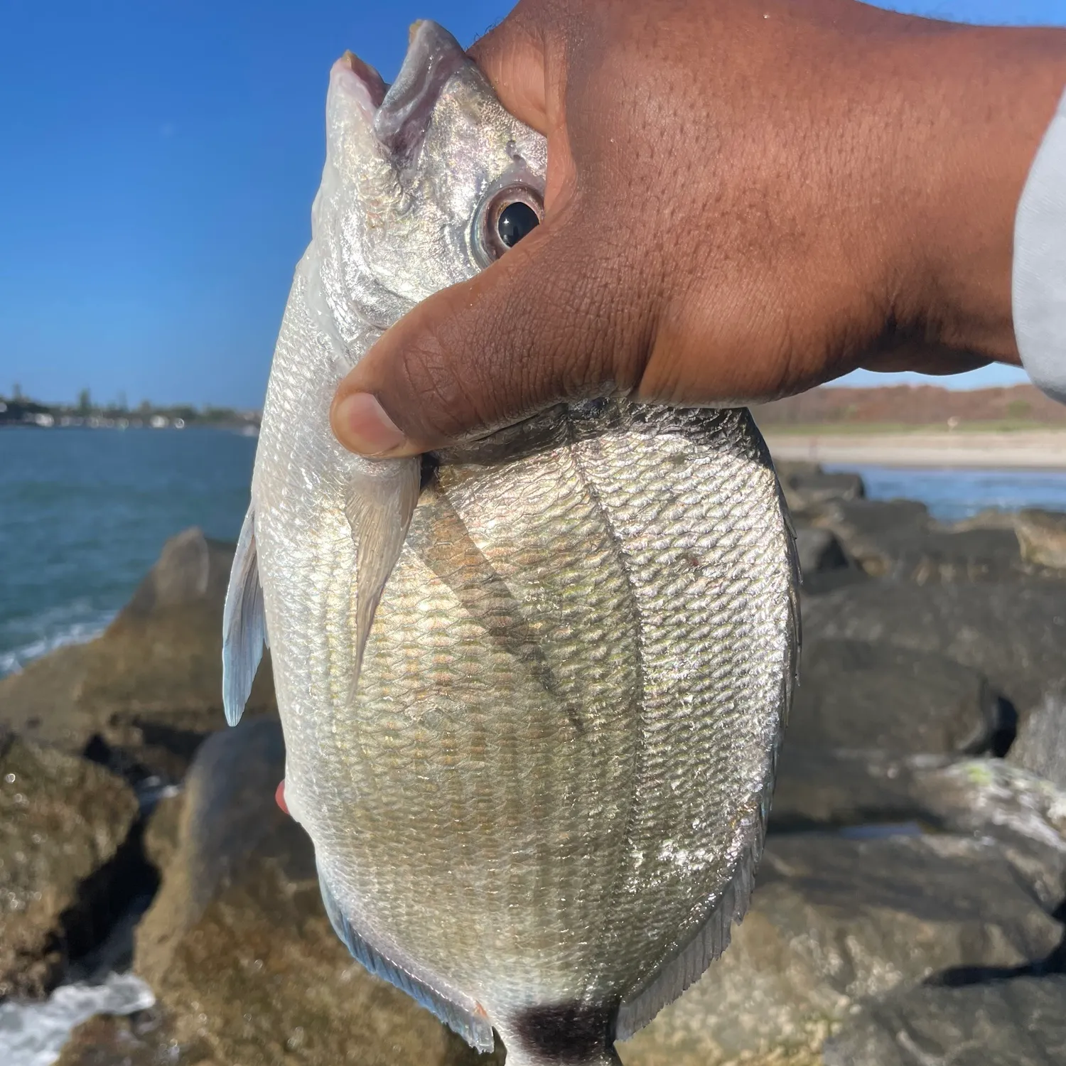 The most recent Bermuda sea chub catches on Fishbrain