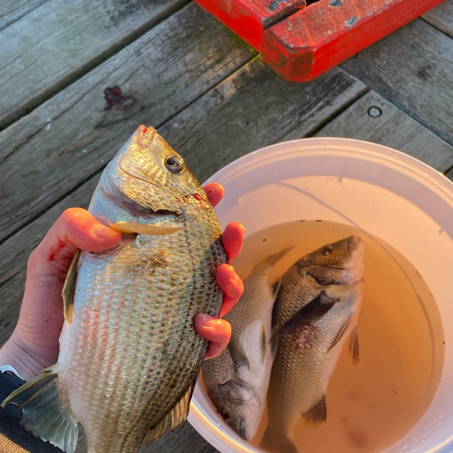 recently logged catches