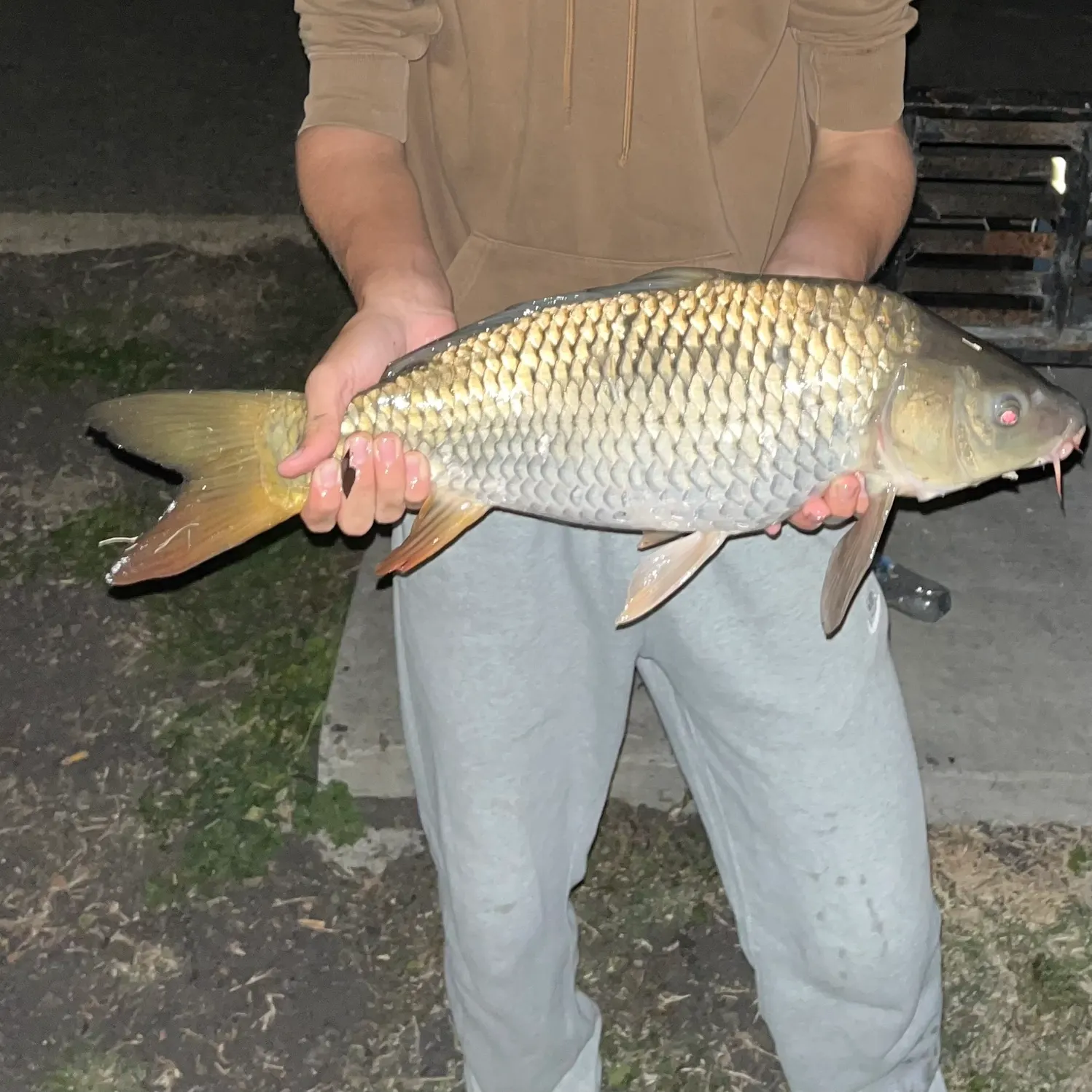 Common carp caught on Fishbrain