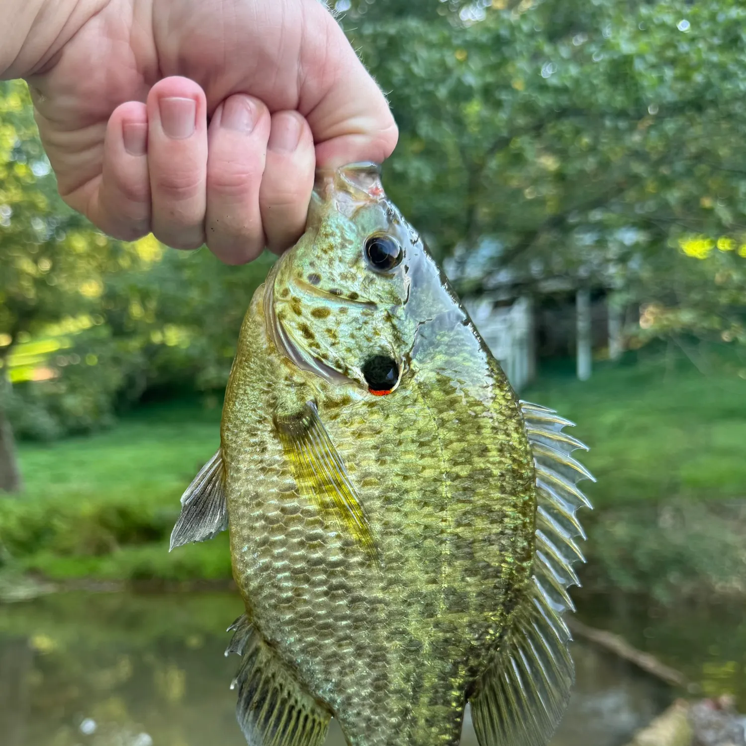 Redear sunfish caught on Fishbrain