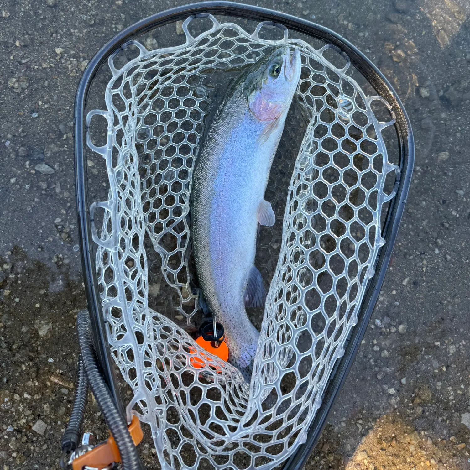Rainbow trout caught on Fishbrain