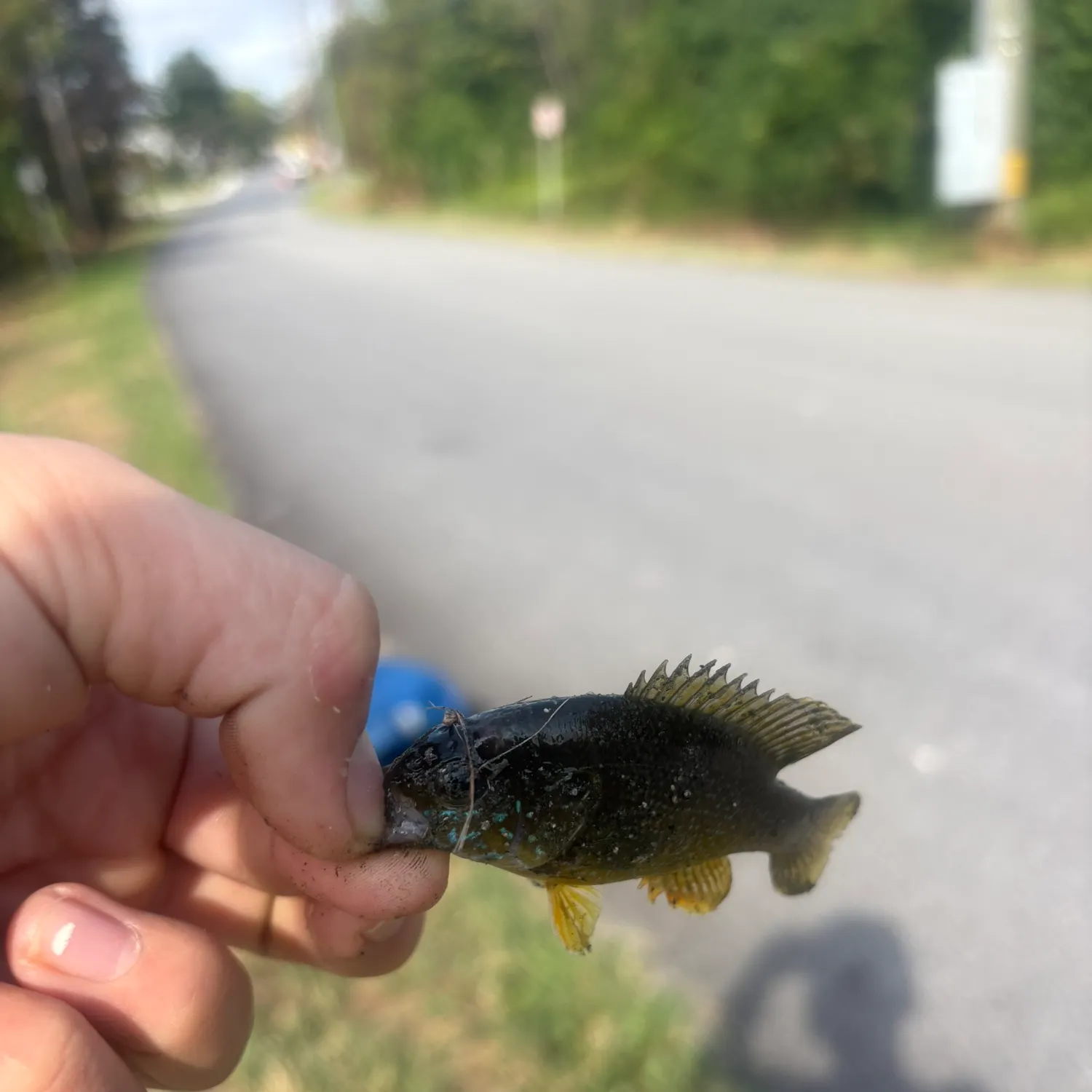 Fish caught on Fishbrain