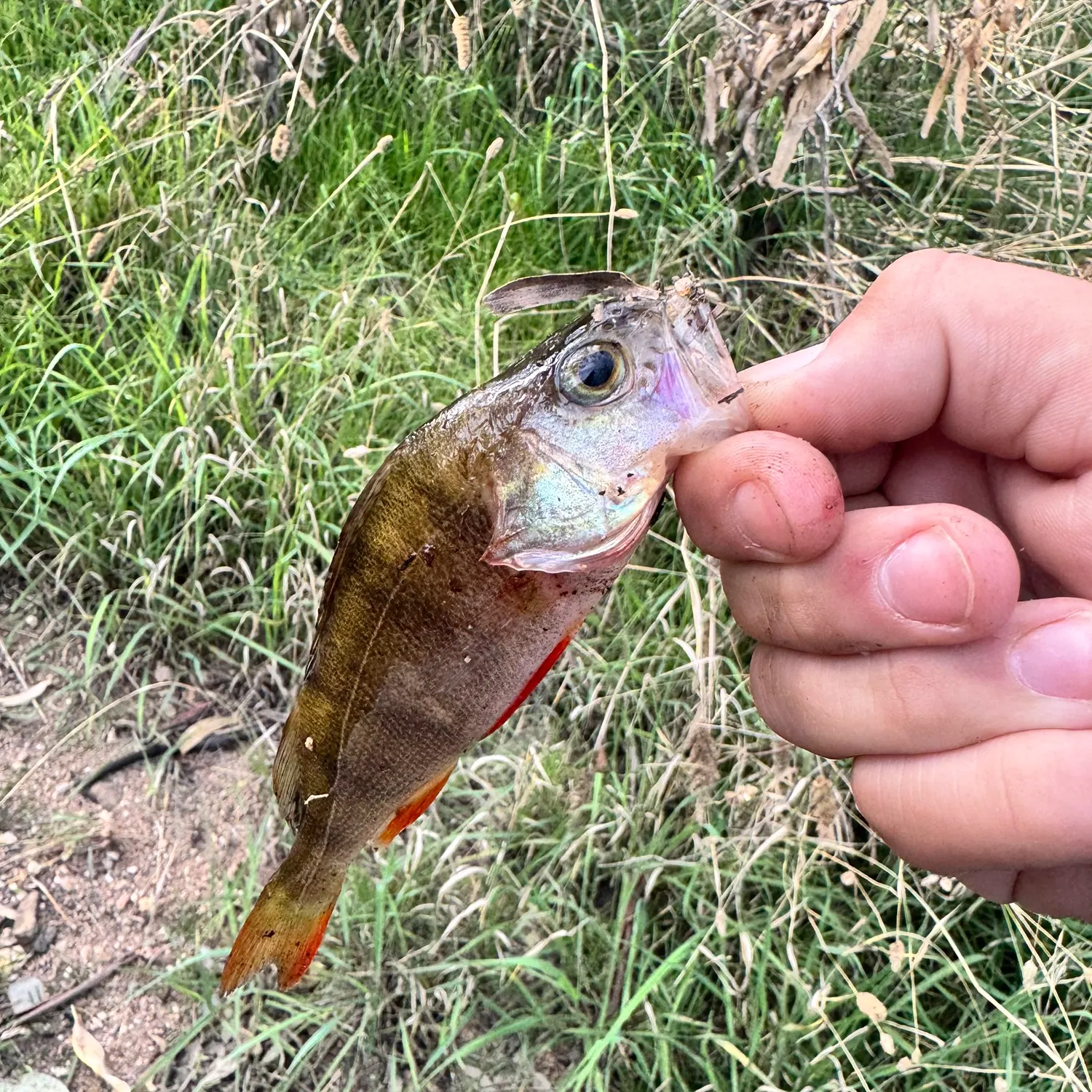 The most recent European perch catches on Fishbrain