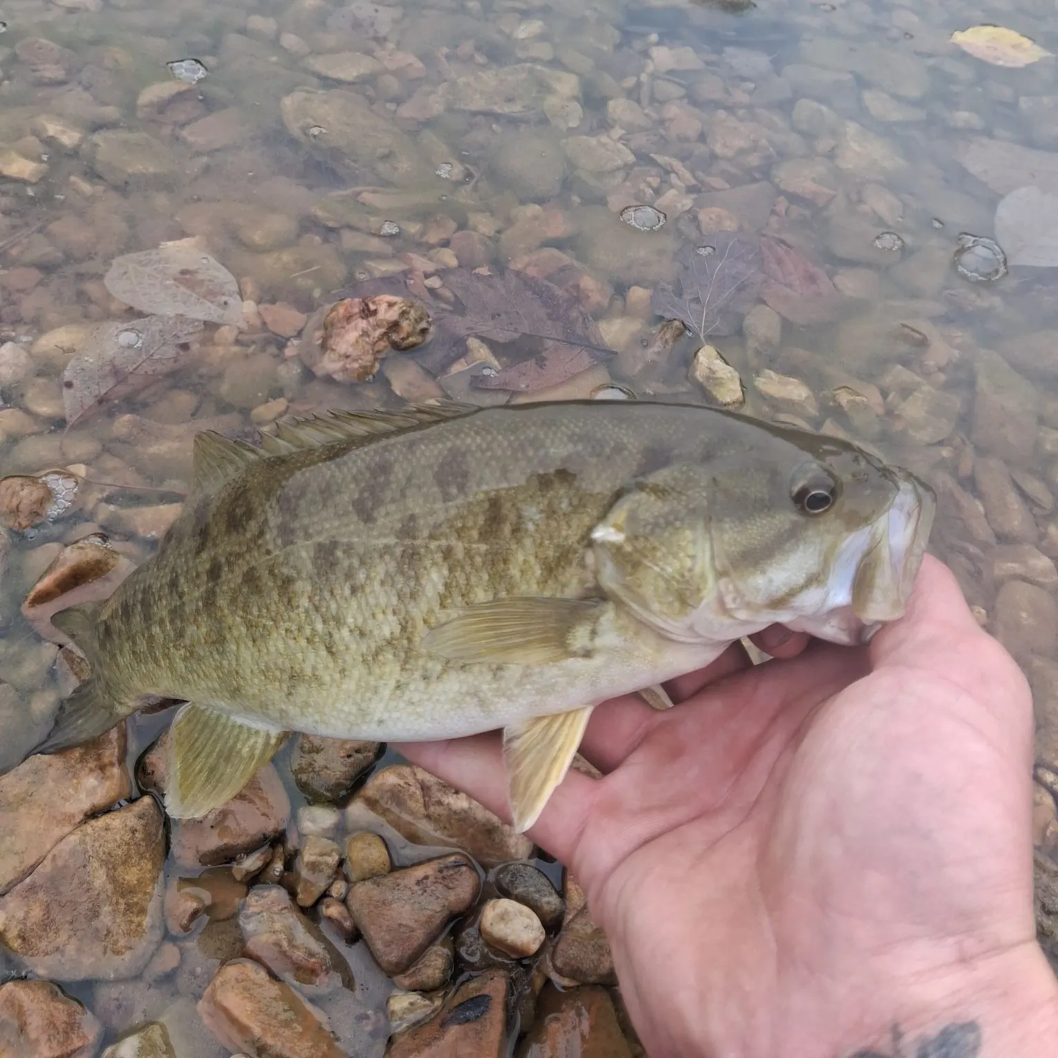 Smallmouth bass caught on Fishbrain