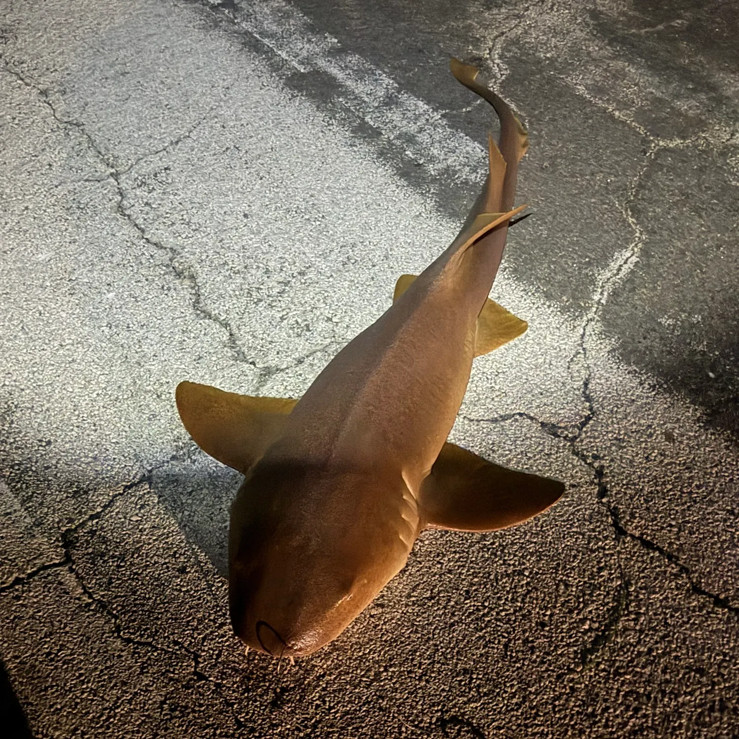 The most recent Nurse shark catches on Fishbrain