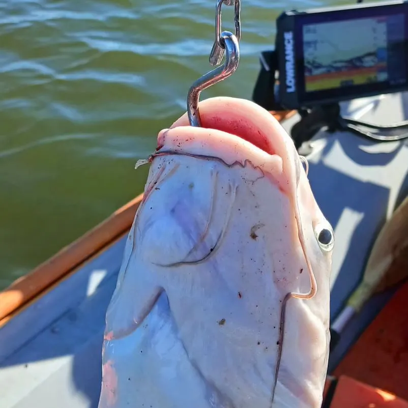 The most recent Blue catfish catches on Fishbrain