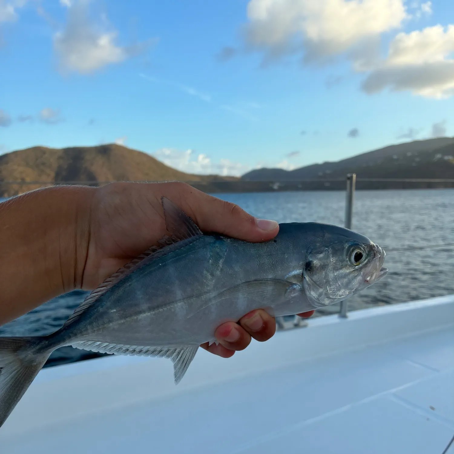 The most recent Blue runner catches on Fishbrain