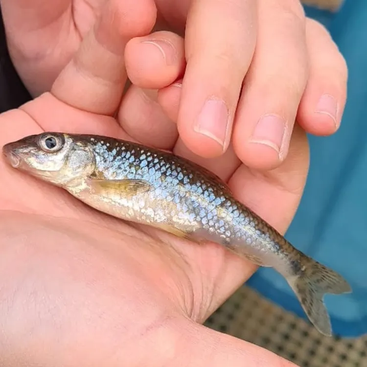 The most recent Gudgeon catches on Fishbrain