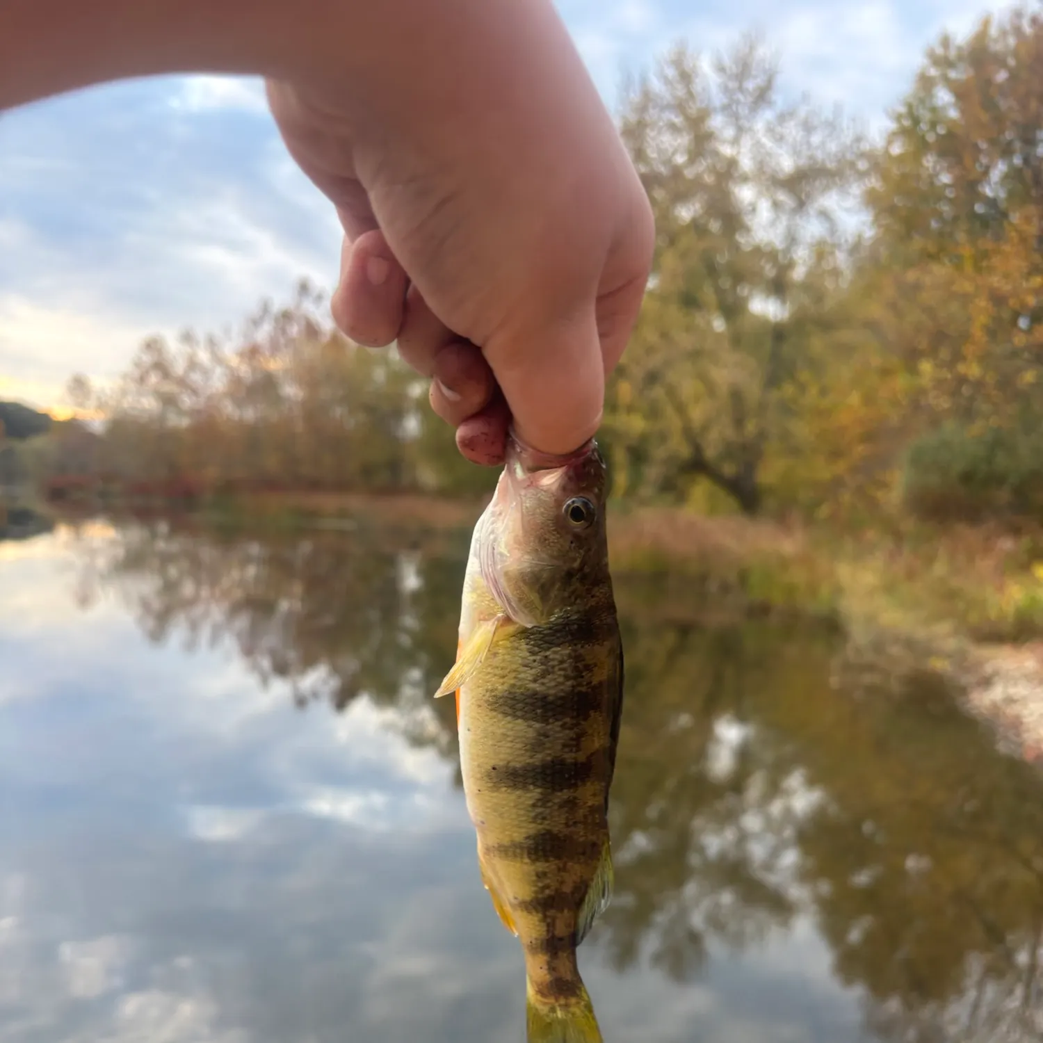 Yellow perch caught on Fishbrain
