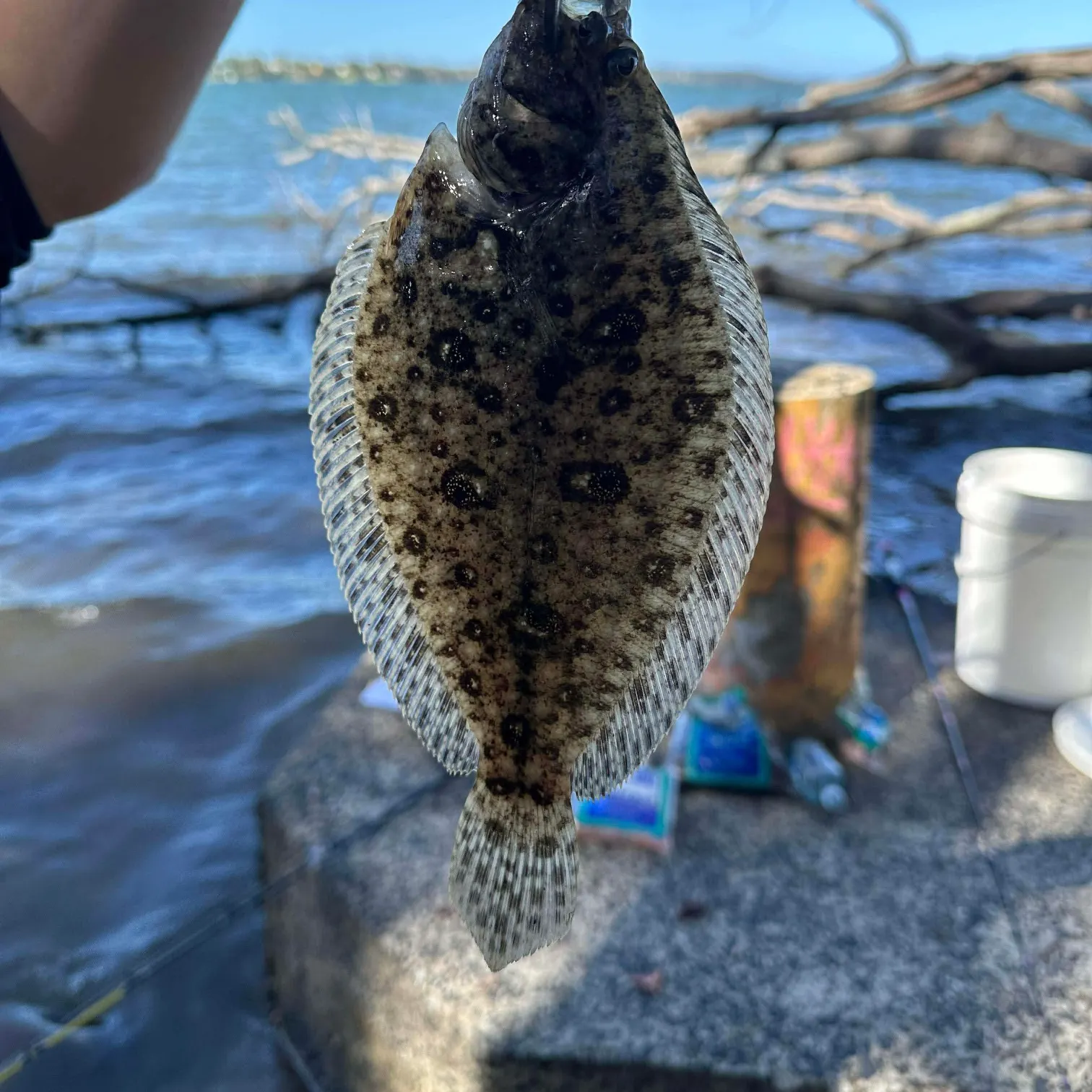 The most recent Black flounder catches on Fishbrain