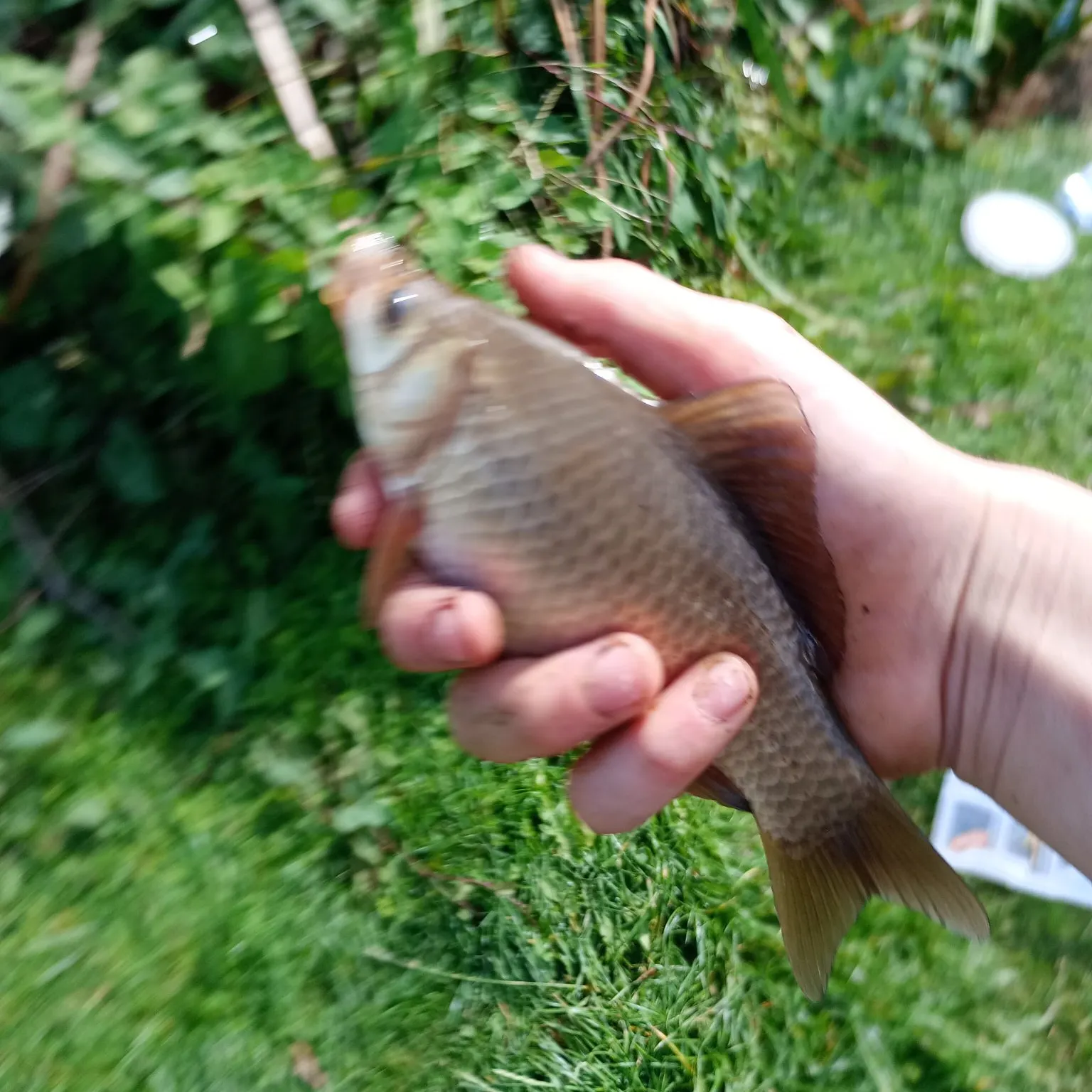 The most recent F1 carp catches on Fishbrain