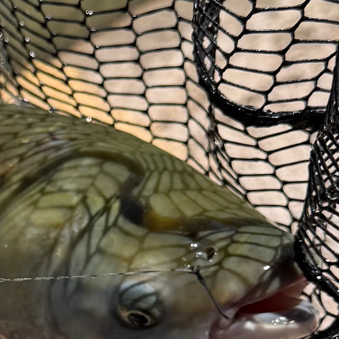 The most recent Grass carp catches on Fishbrain