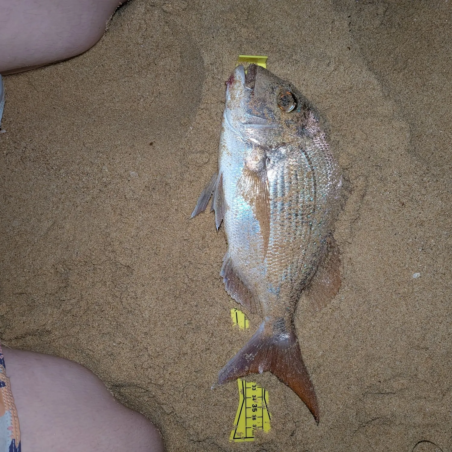 recently logged catches