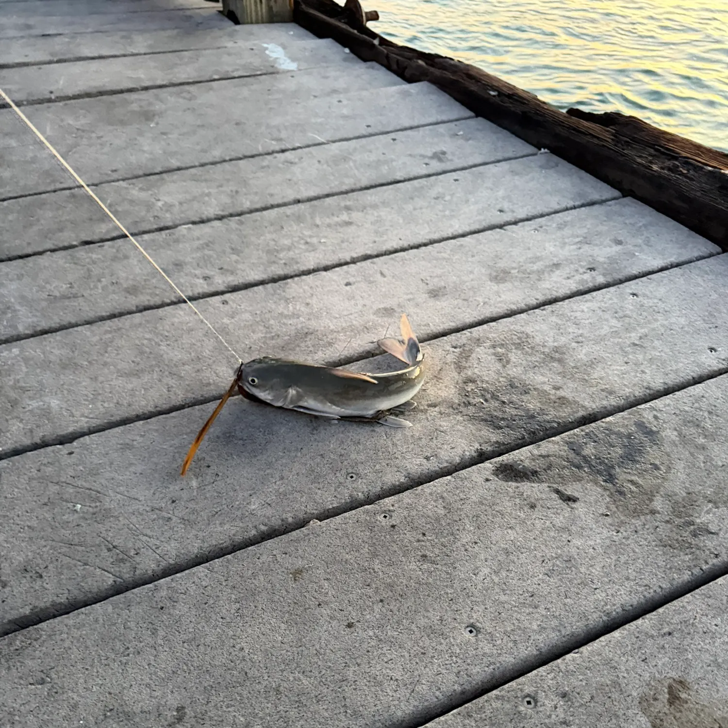 Fish caught on Fishbrain