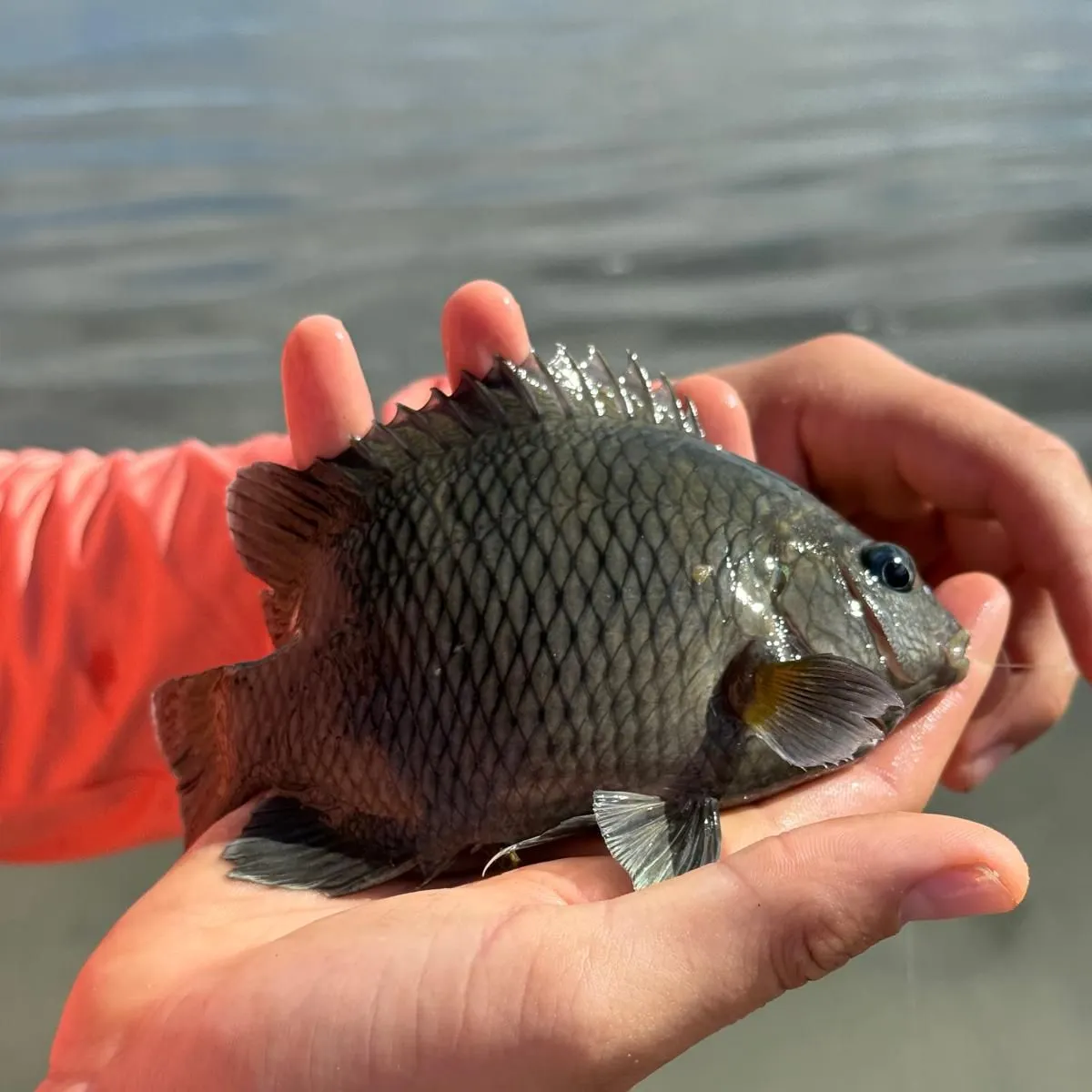 The most recent Acapulco major catches on Fishbrain