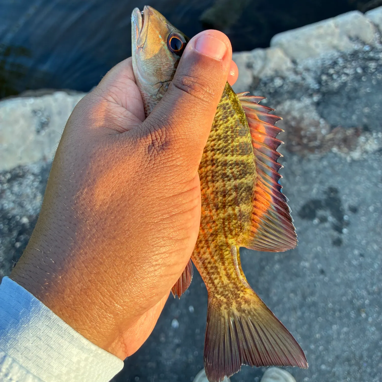 catch