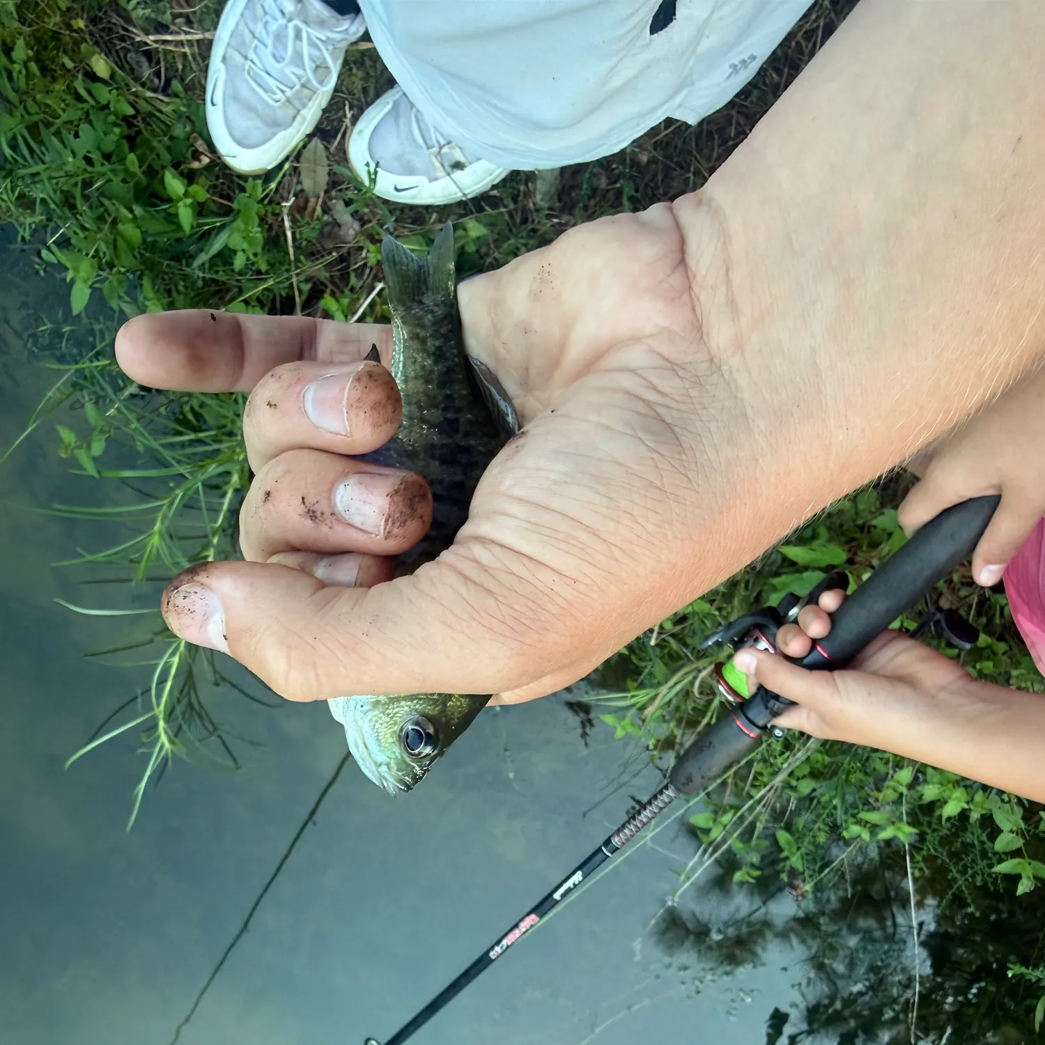 Bluegill caught on Fishbrain
