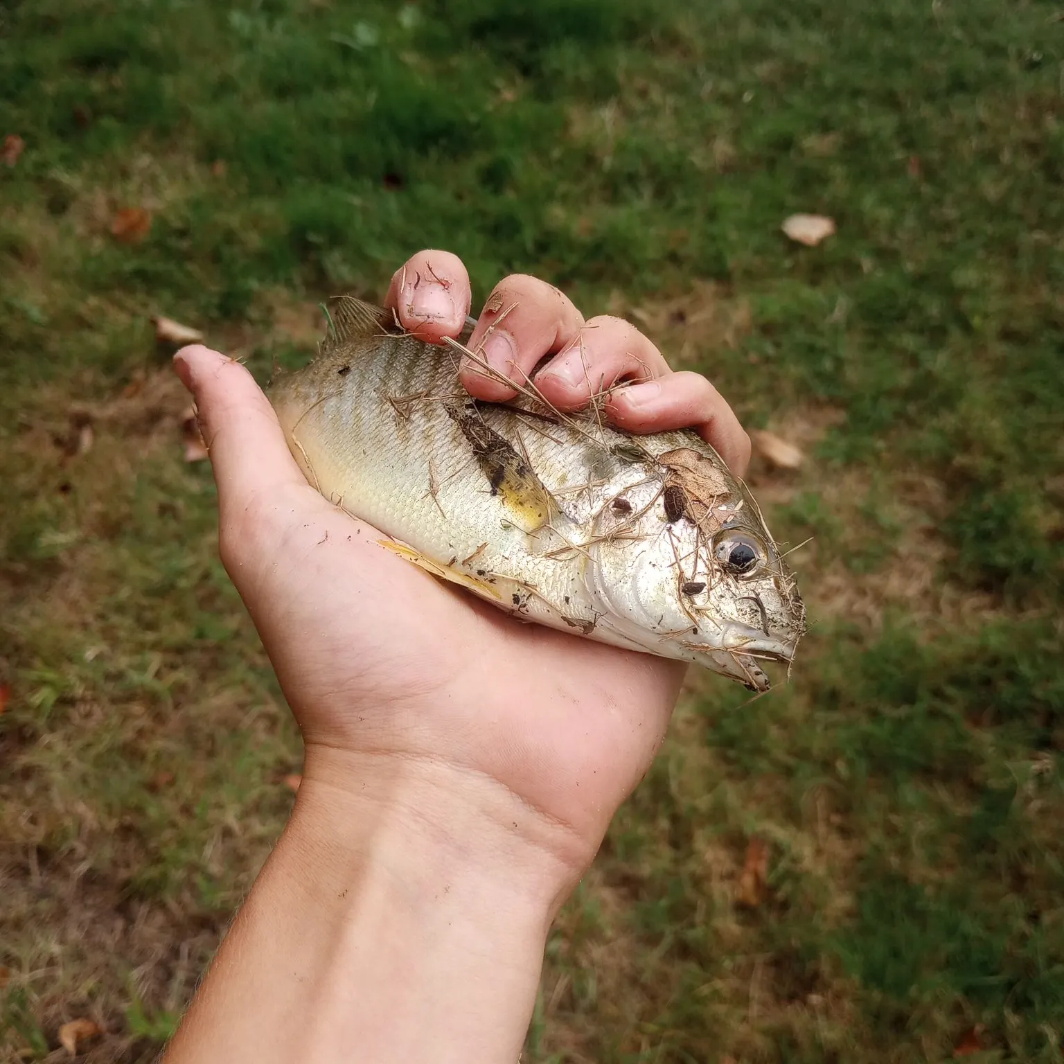 Spot croaker caught on Fishbrain