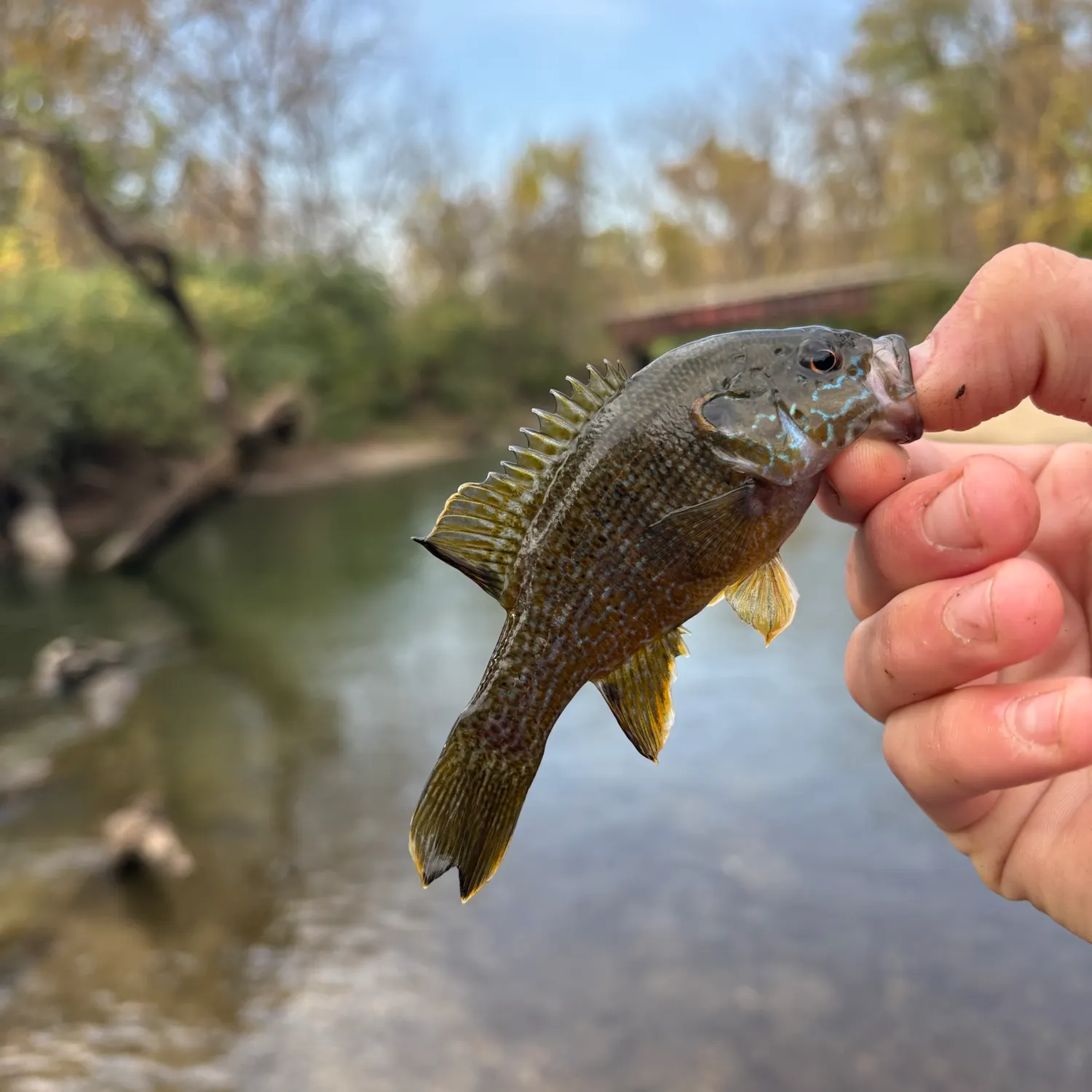 Green sunfish caught on Fishbrain