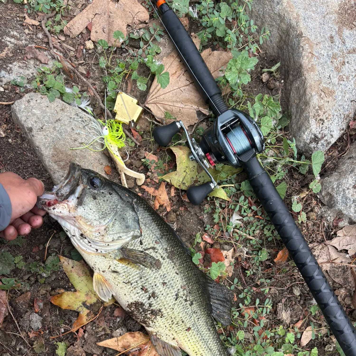 Largemouth bass caught on Fishbrain