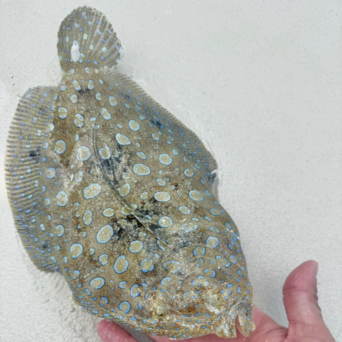The most recent Atlantic peacock flounder catches on Fishbrain