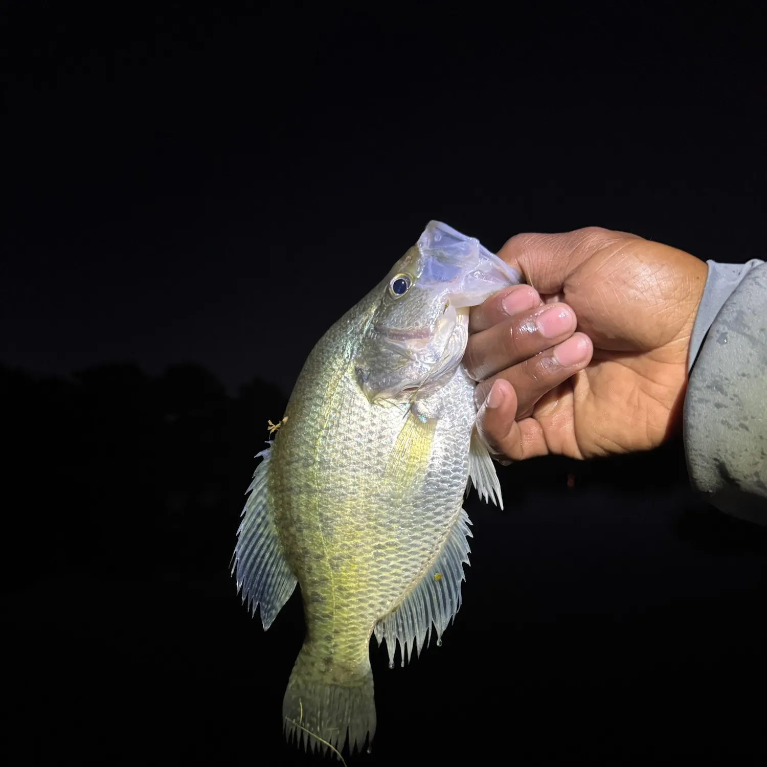 White crappie caught on Fishbrain